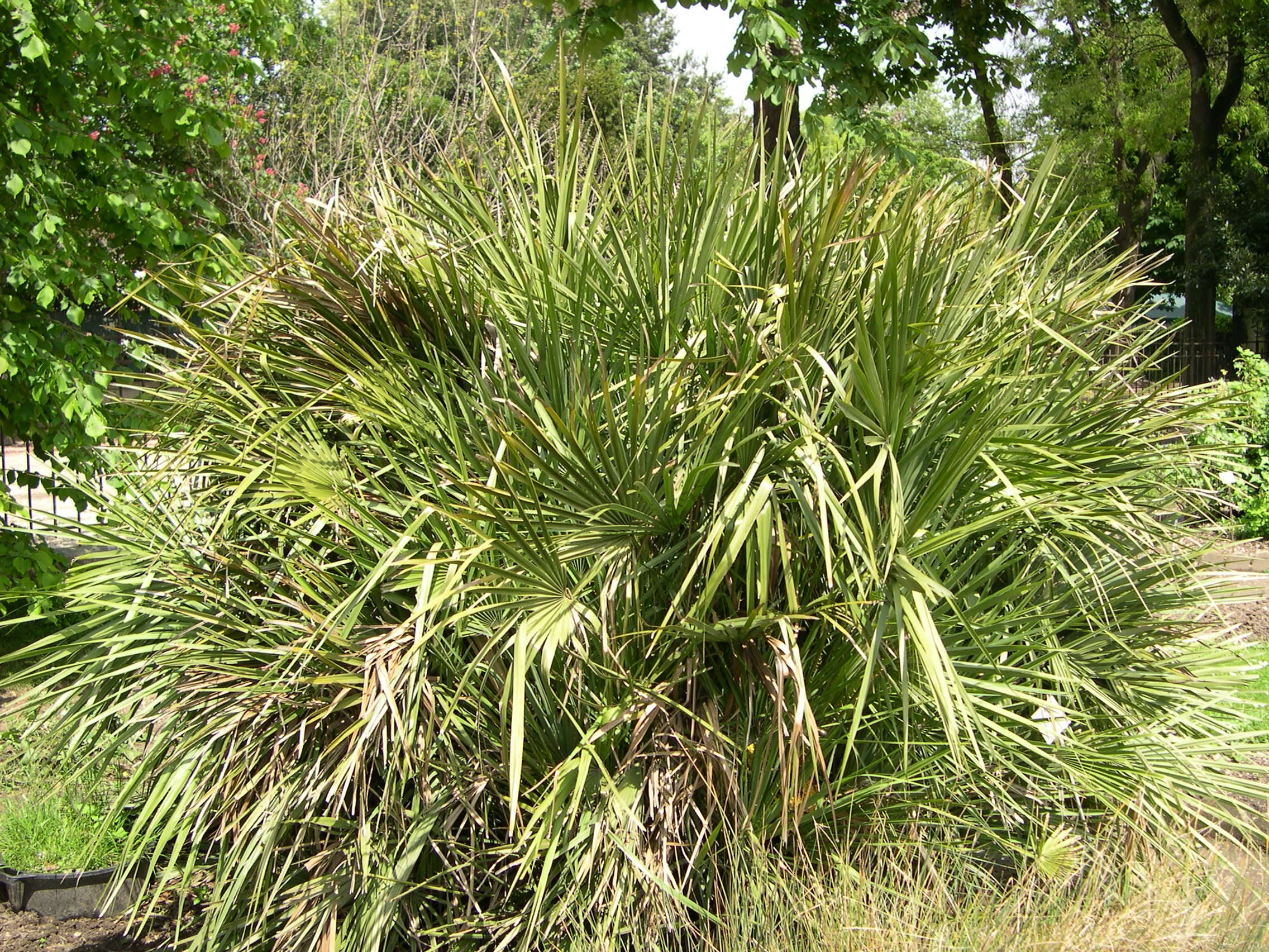 Afficher le média chamaerops_humilis1md chamaerops_humilis1md