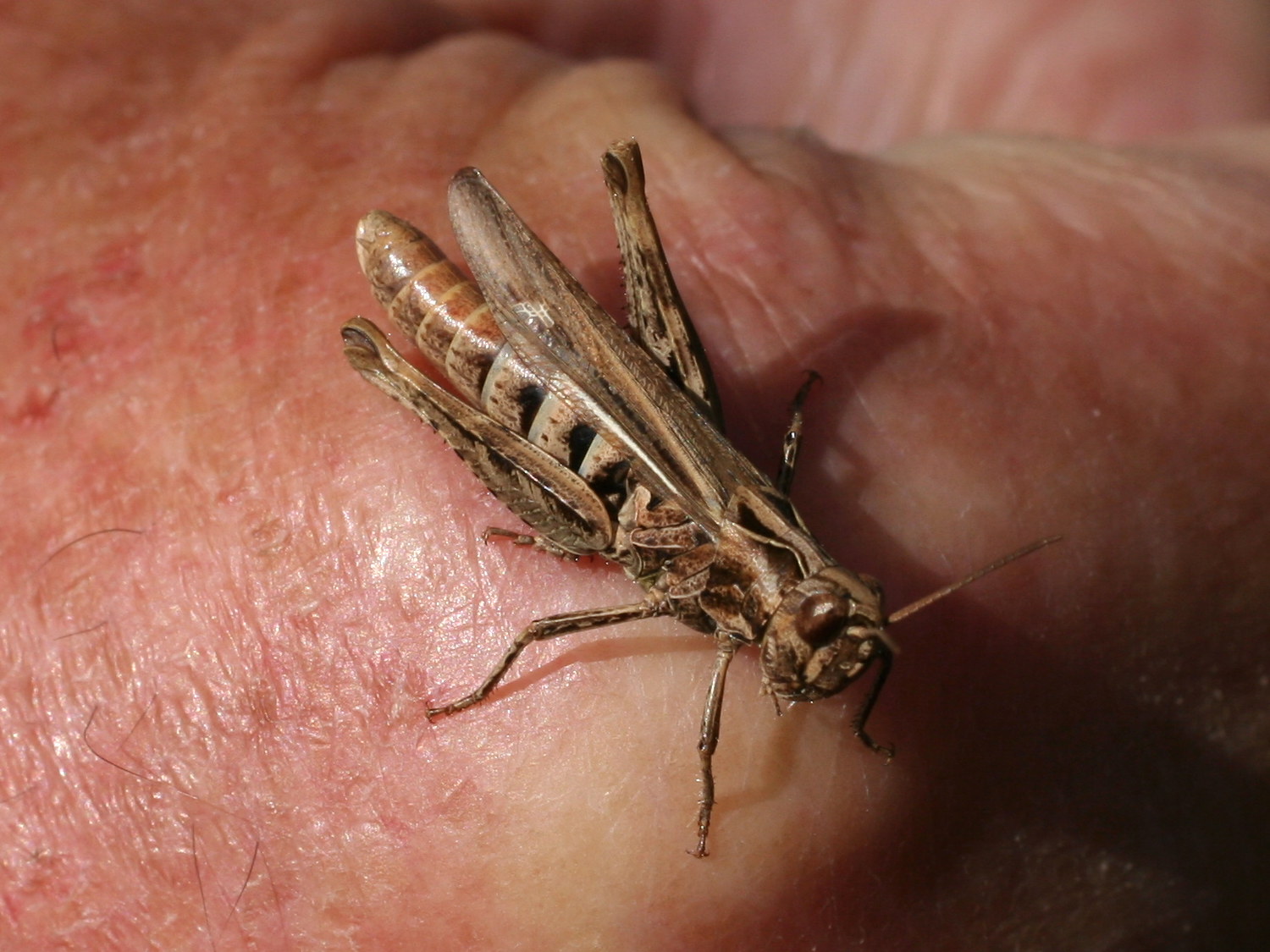 chorthippus_apricarius2md