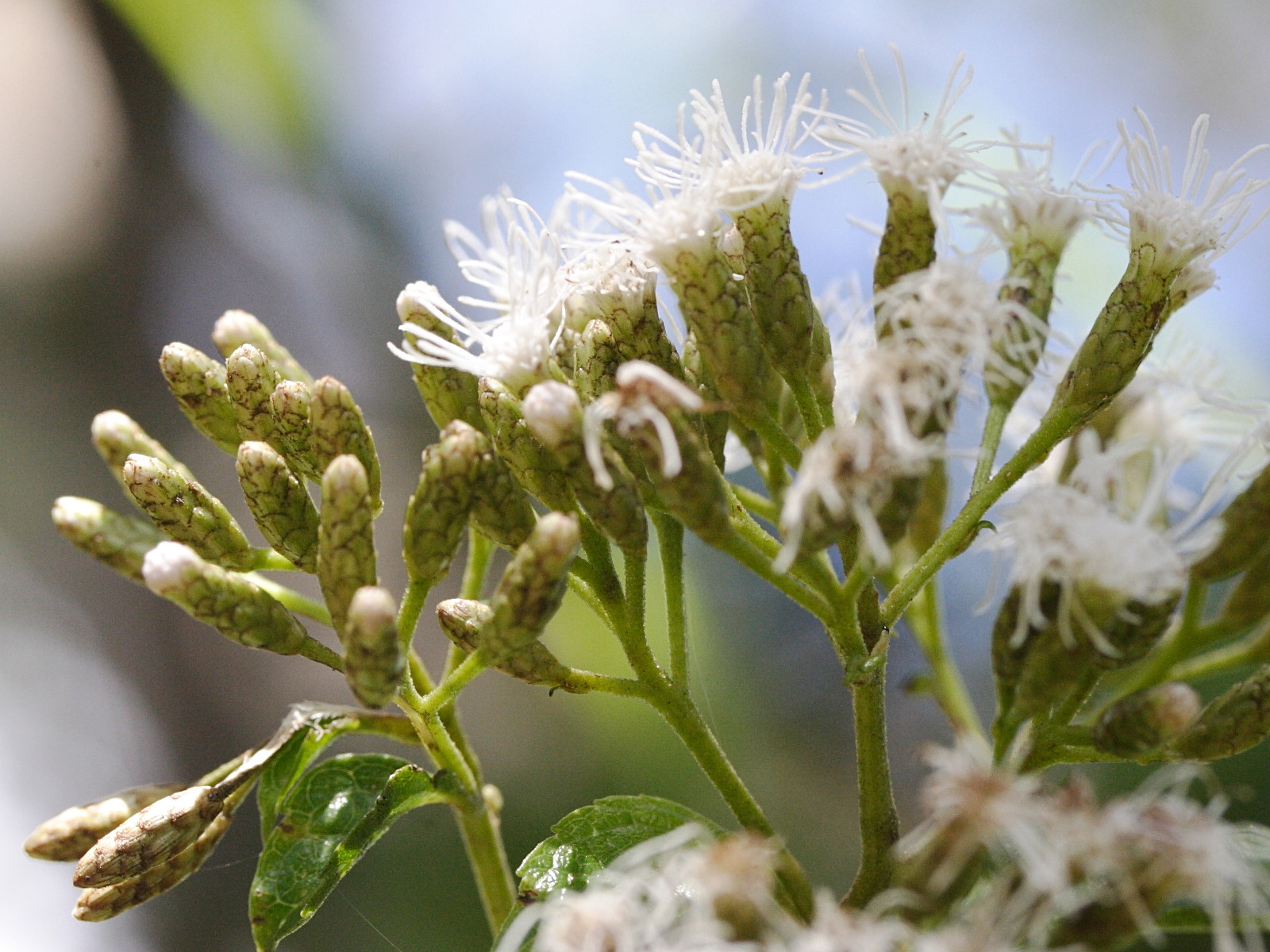 Afficher le média chromolaena_odorata1md chromolaena_odorata1md