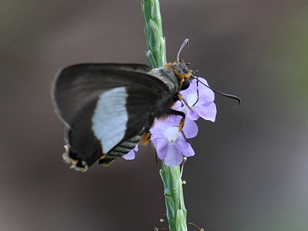 coeliades_forestan2bd