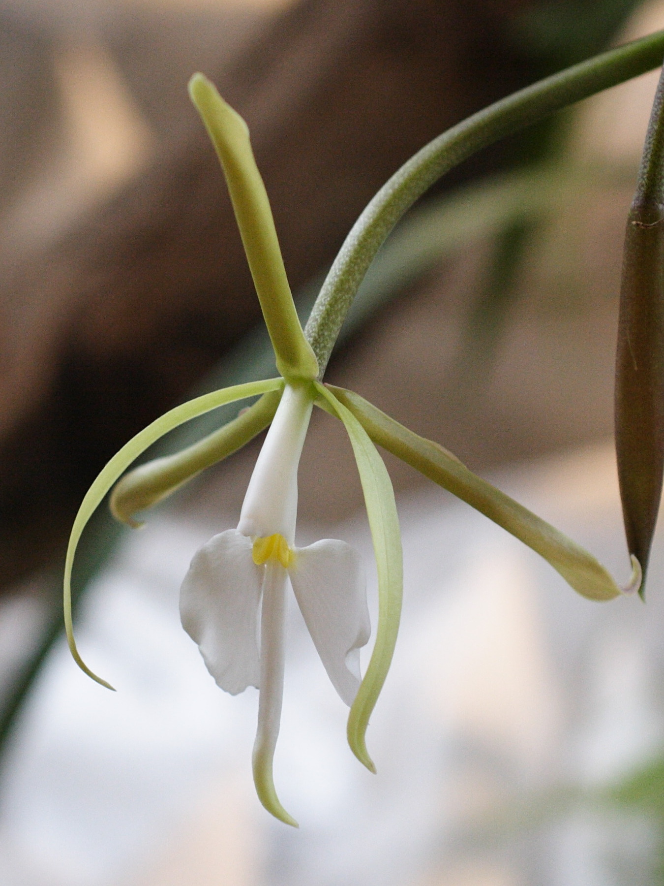 coilostylis_falcata3md