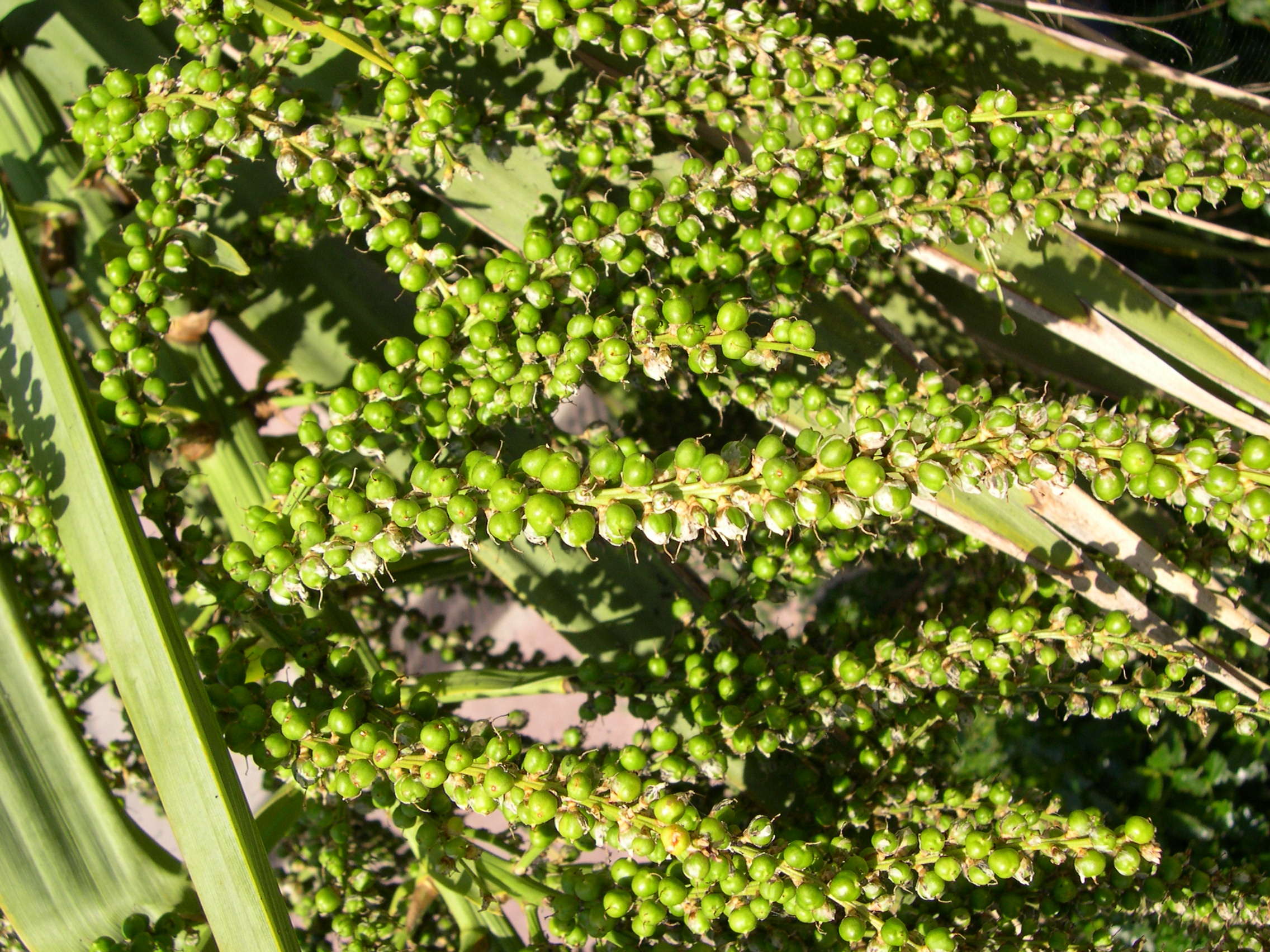 cordyline_australis4md