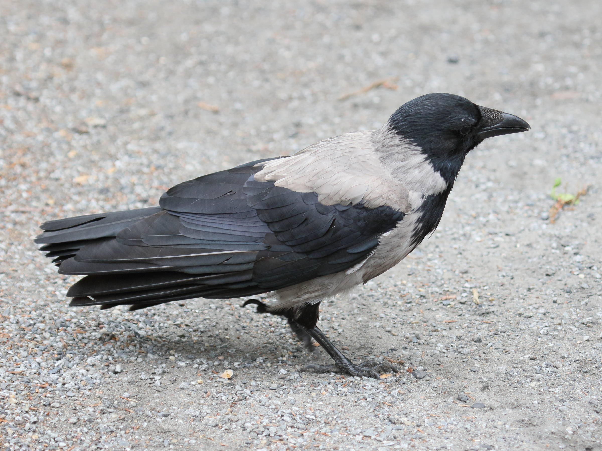 corneille_mantelee_-_corvus_cornix4bd