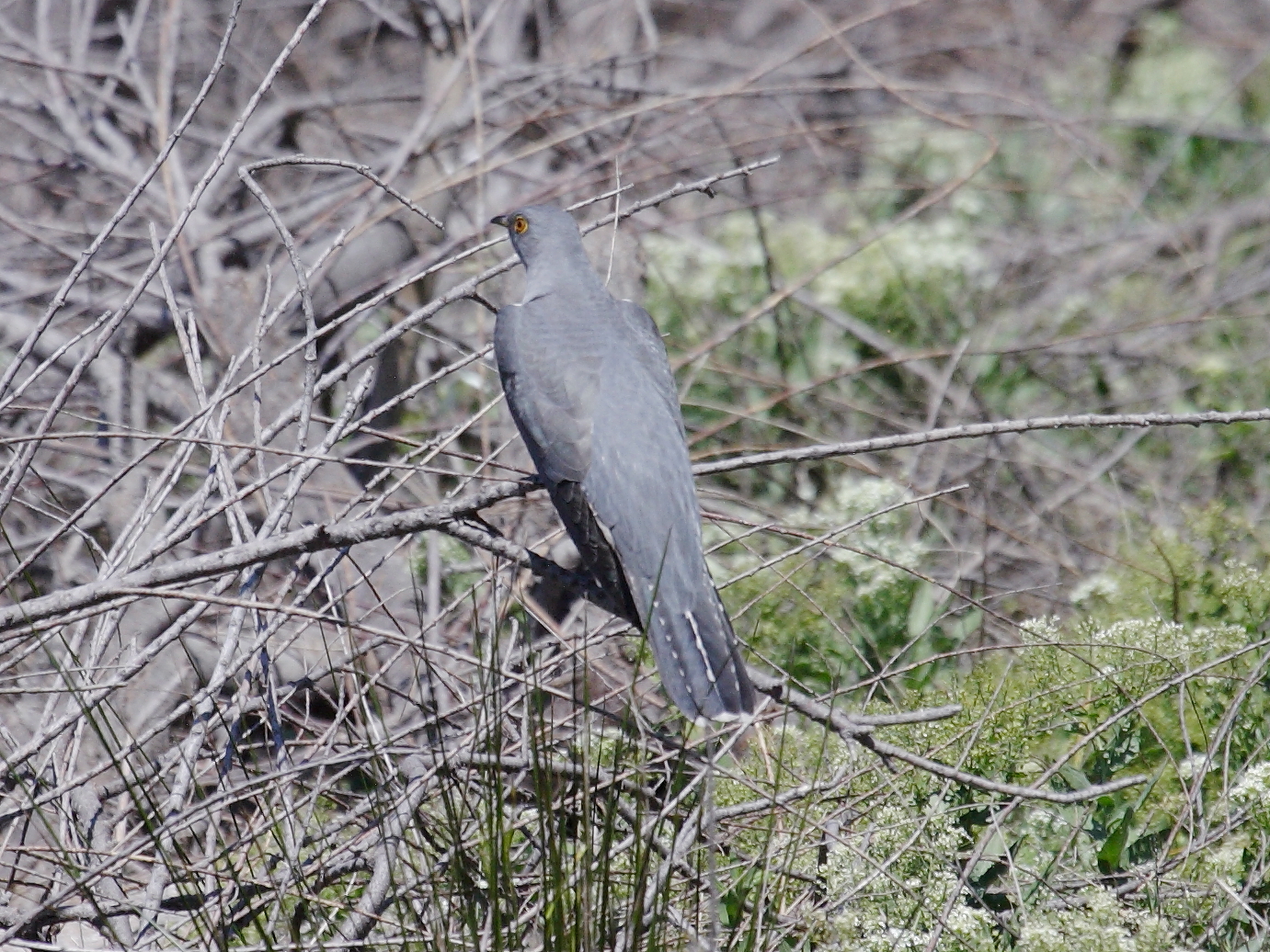 coucou_gris_-_cuculus_canorus4bd