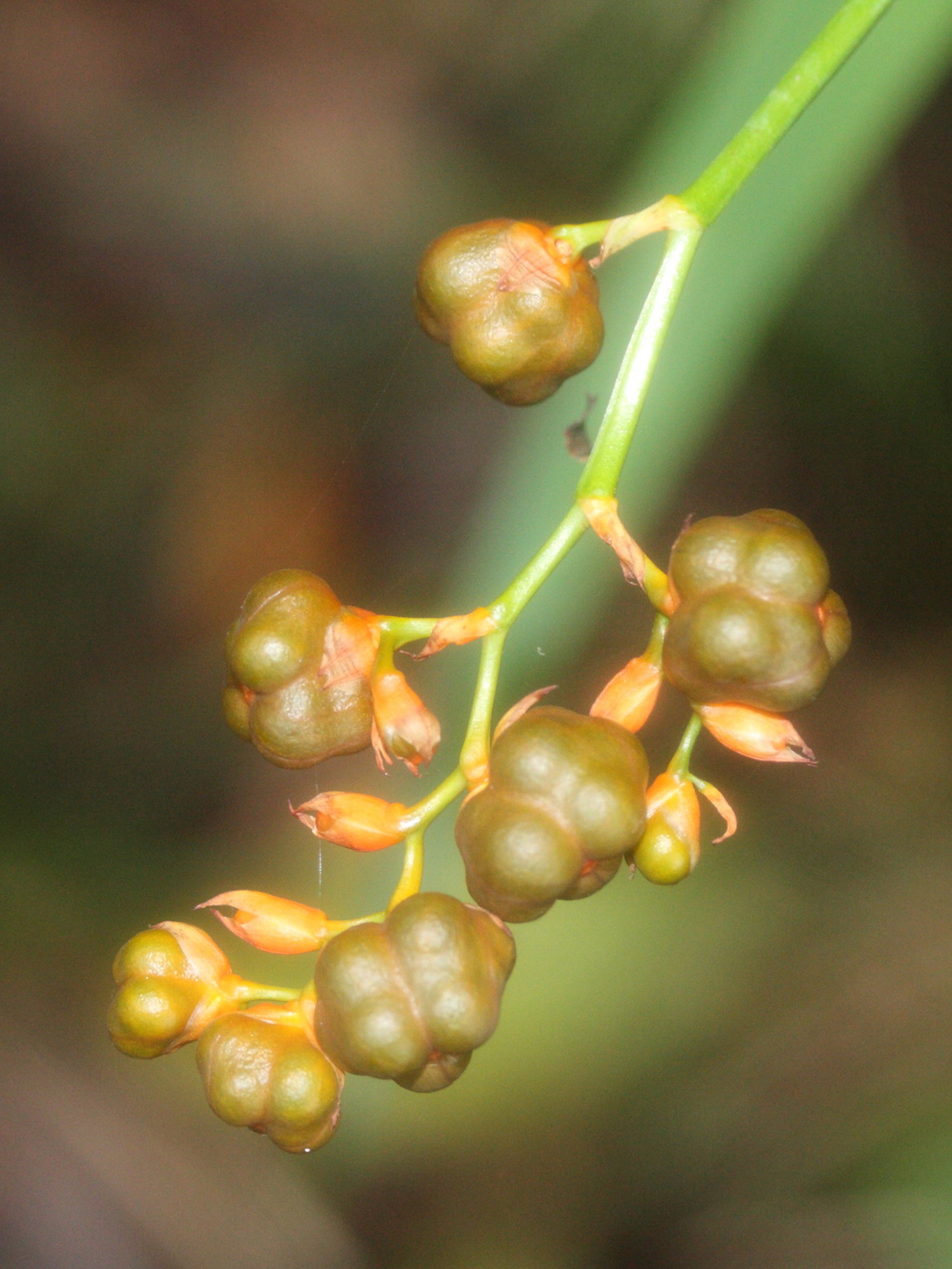crocosmia_x_crocosmiifolia5md