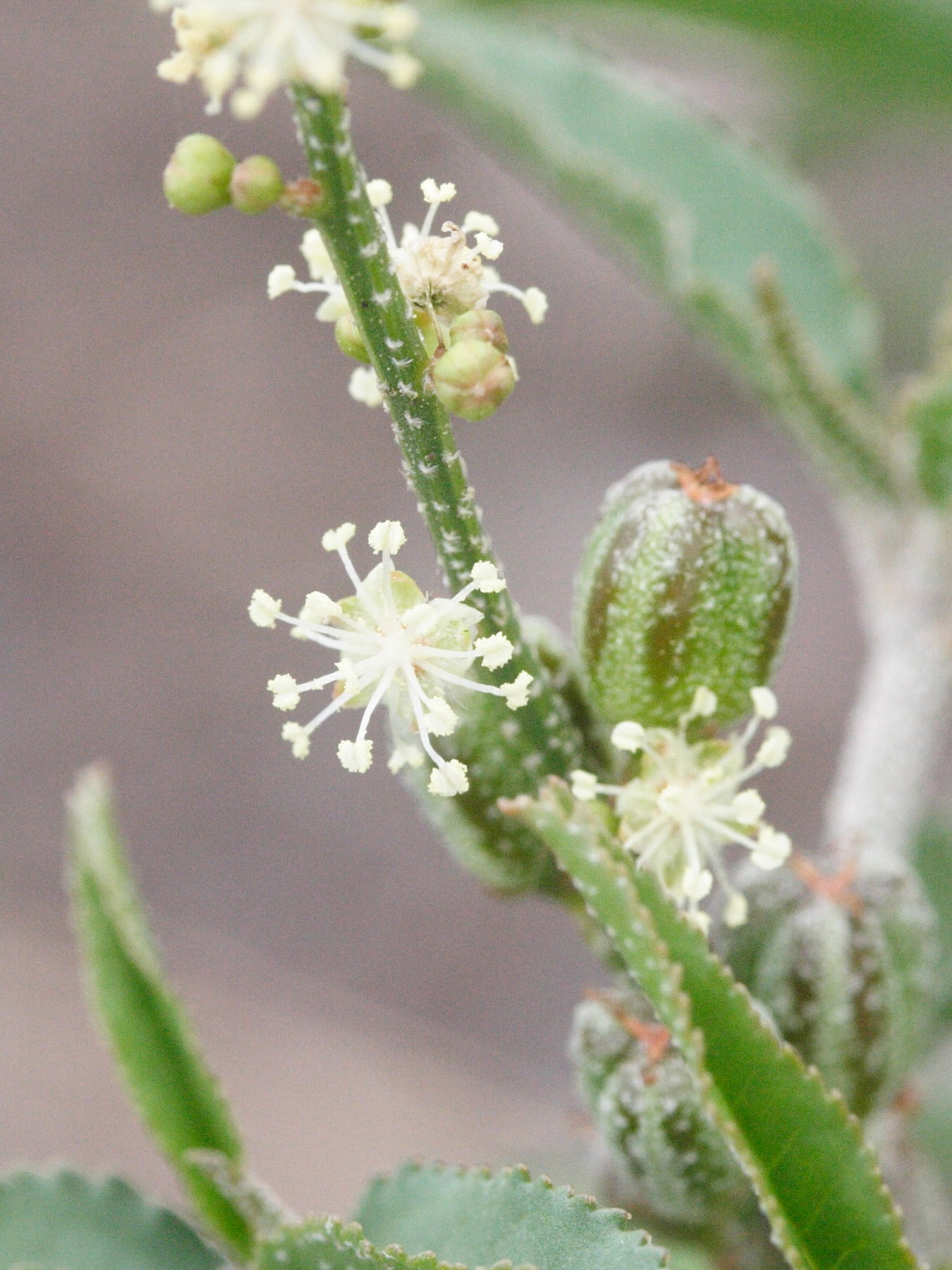 croton_bonplandianus3md