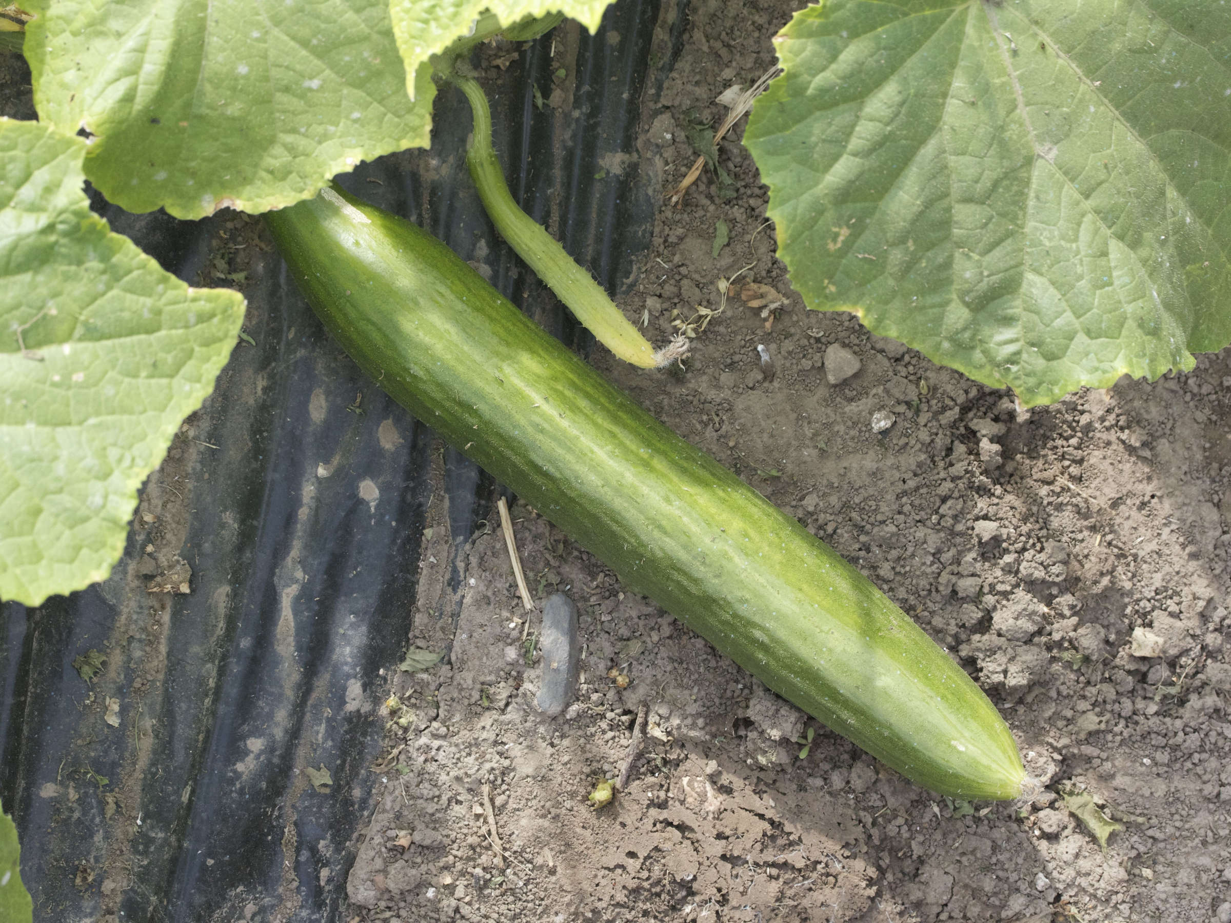 cucumis_sativus6md