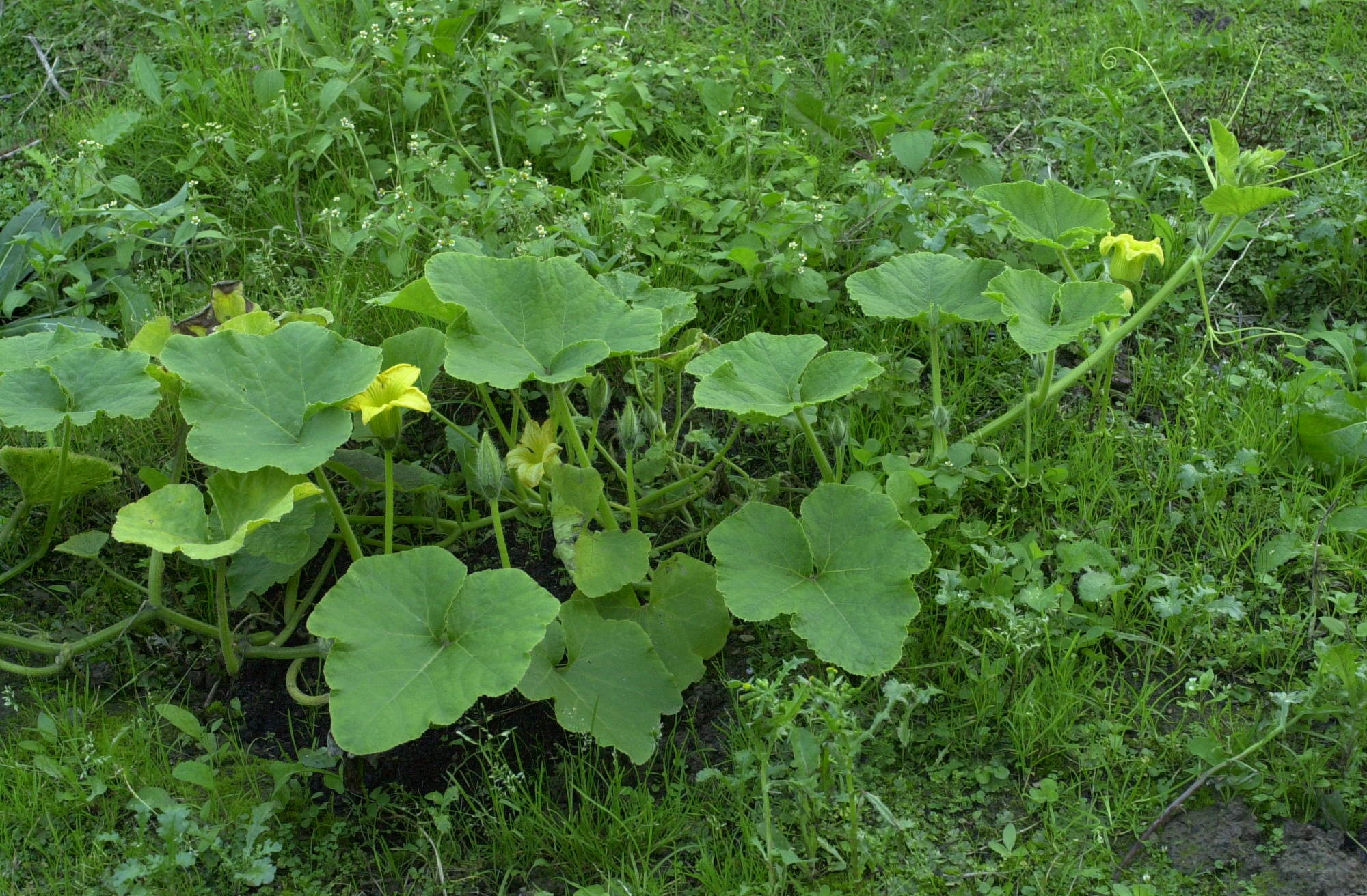 cucurbita_maxima1md