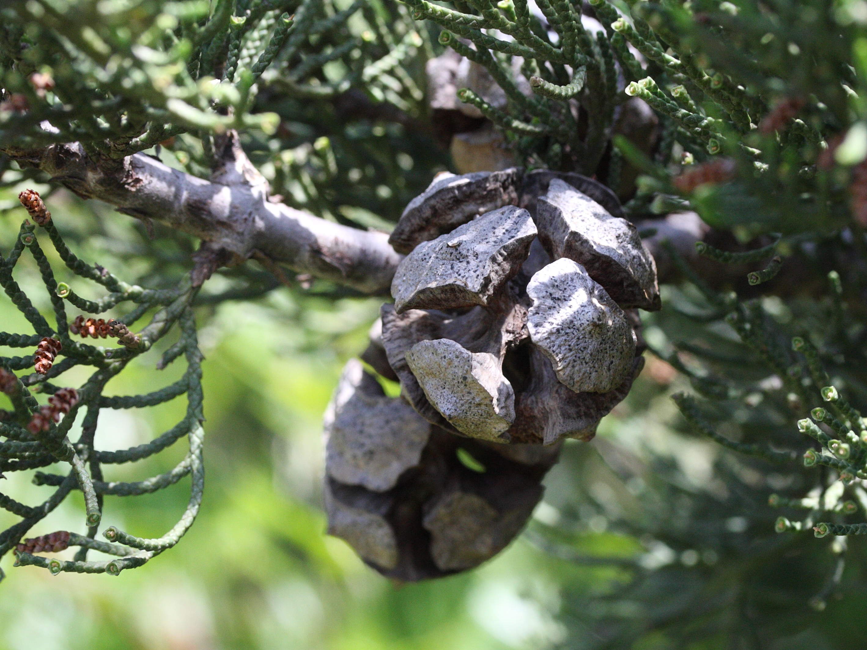 cupressus_sempervirens3md