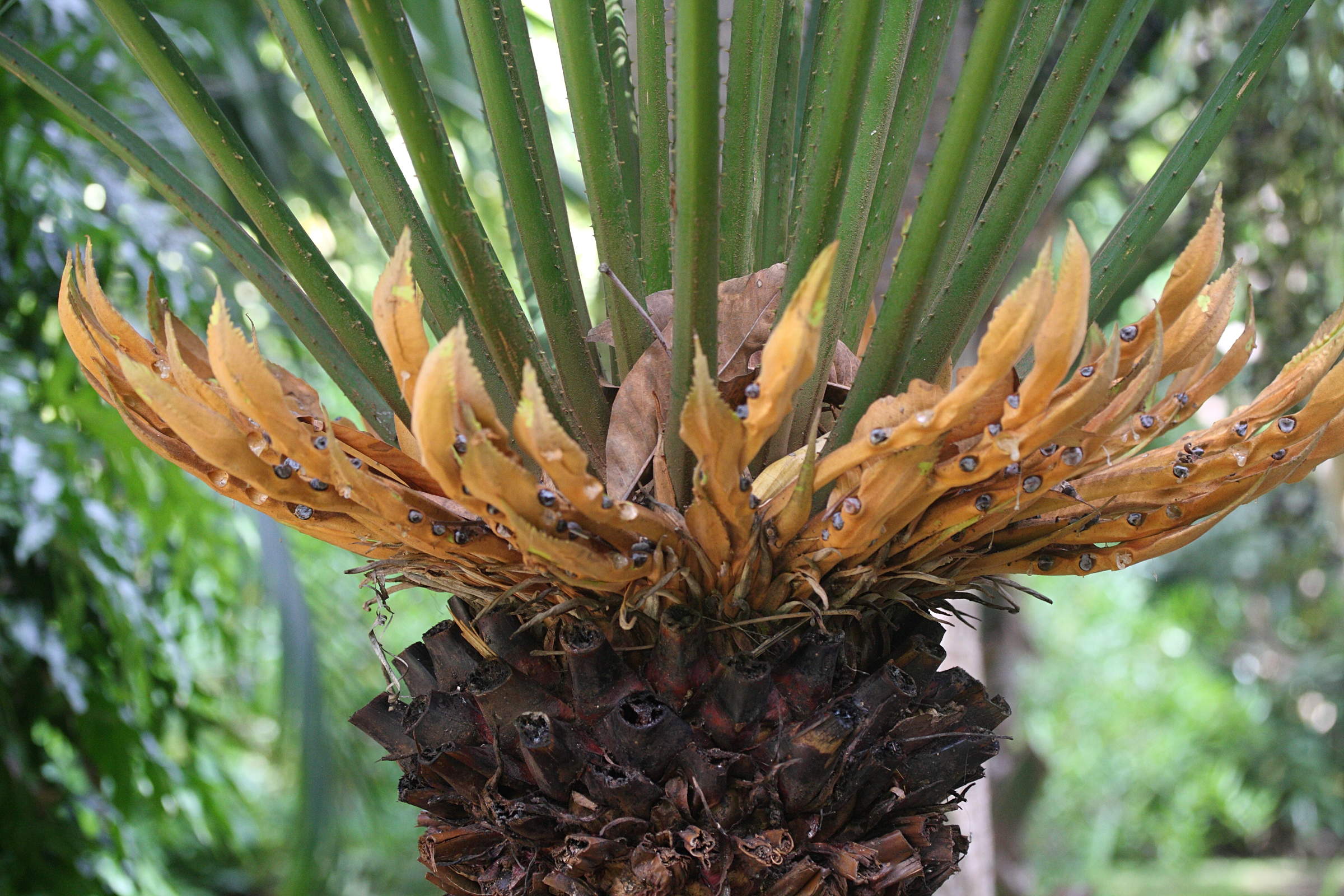 cycas_thouarsii1md