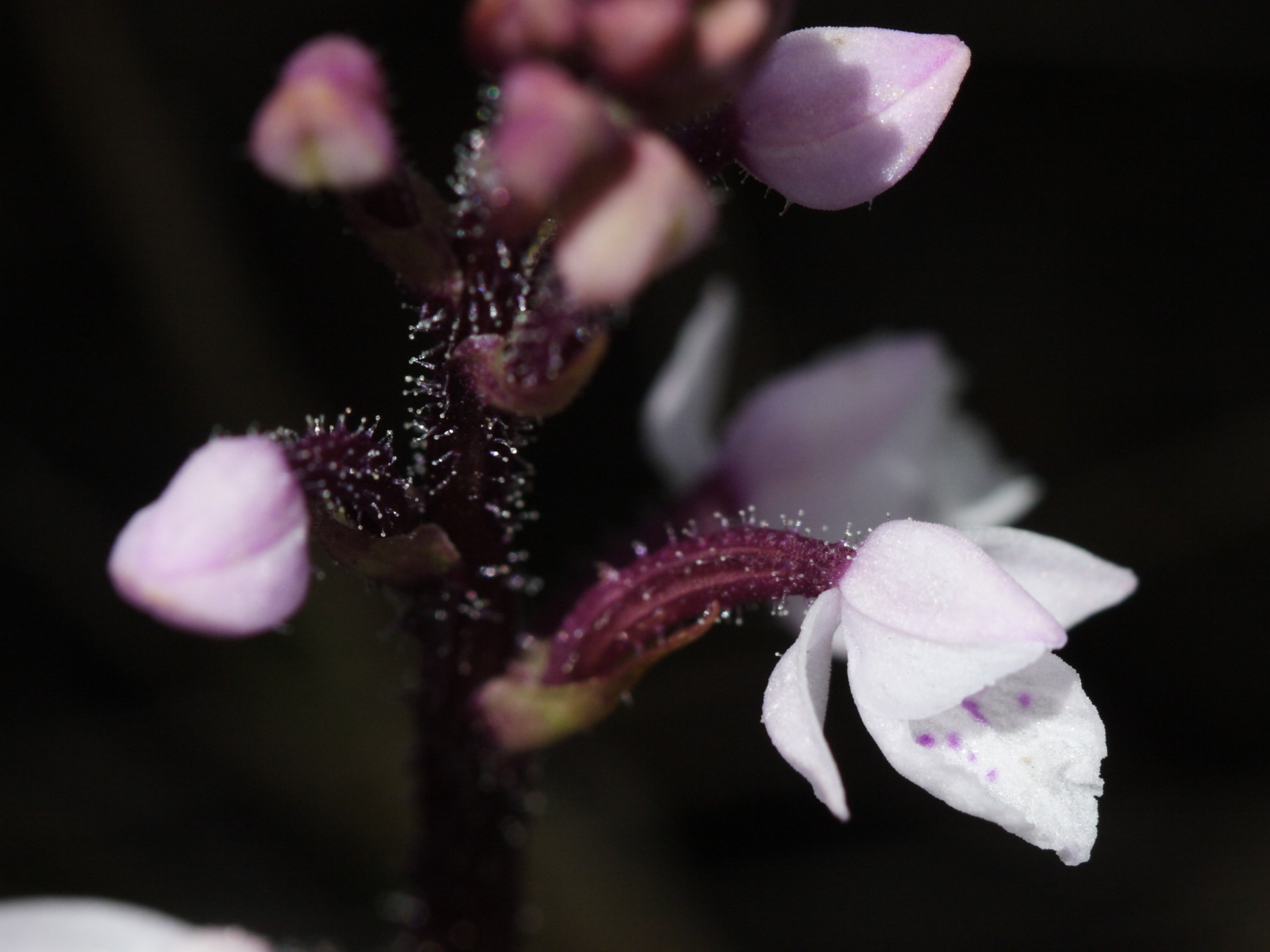 cynorkis_breviplectra2bd