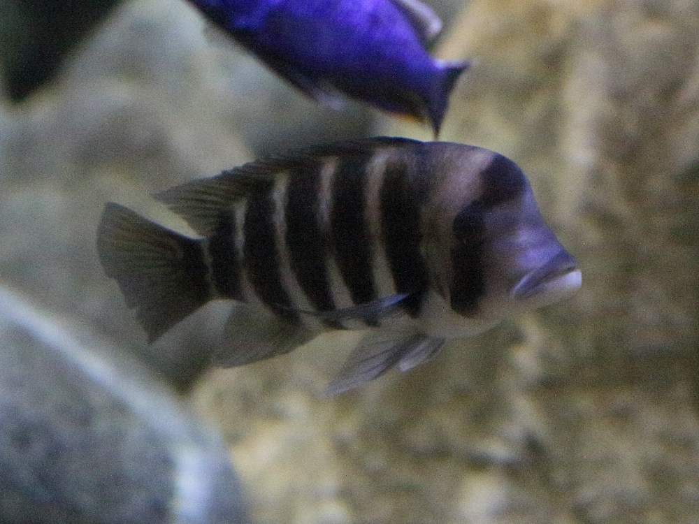 Afficher le média cyphotilapia_frontosa1bd cyphotilapia_frontosa1bd