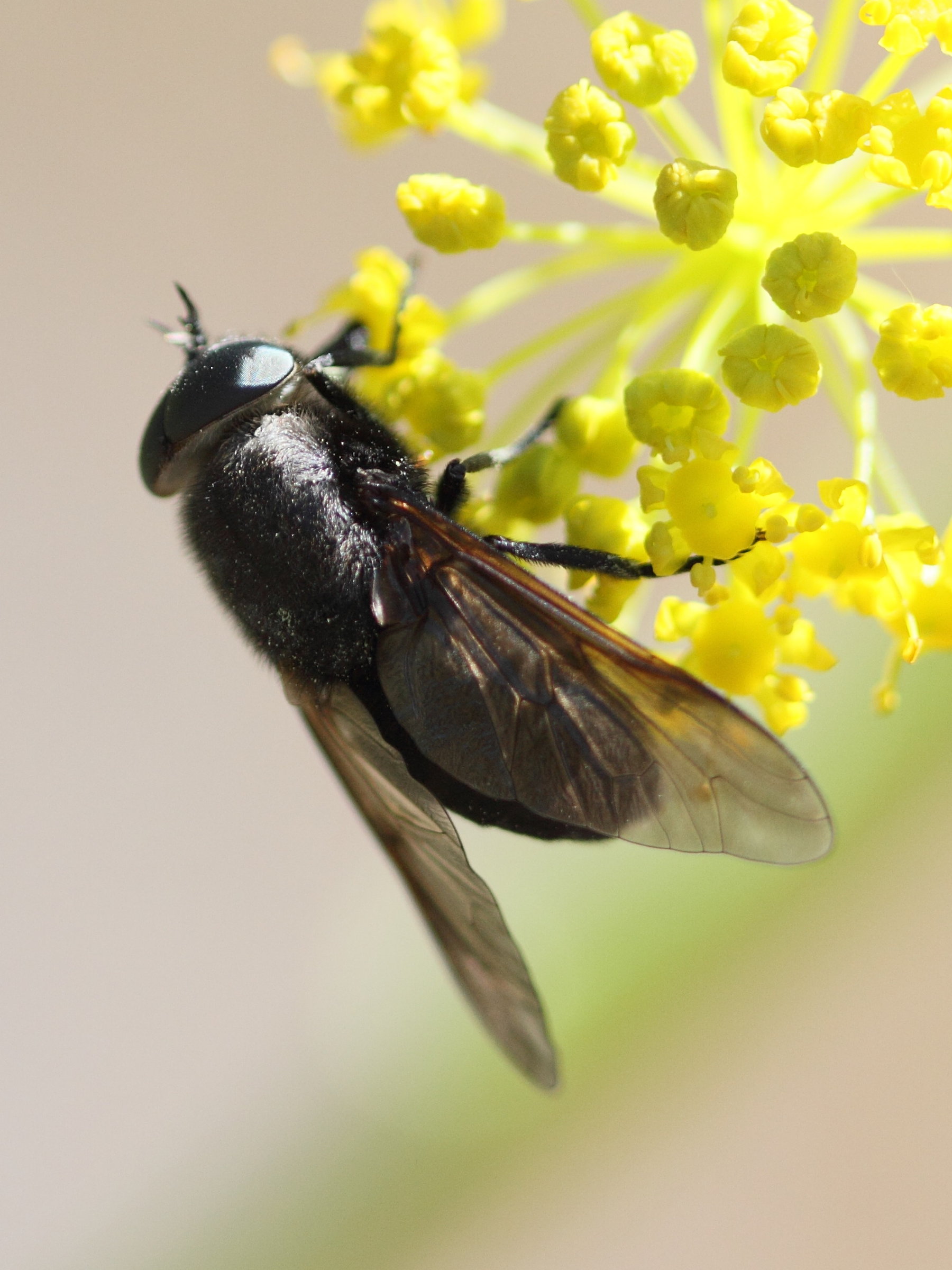 dasyrhamphis_ater1bd