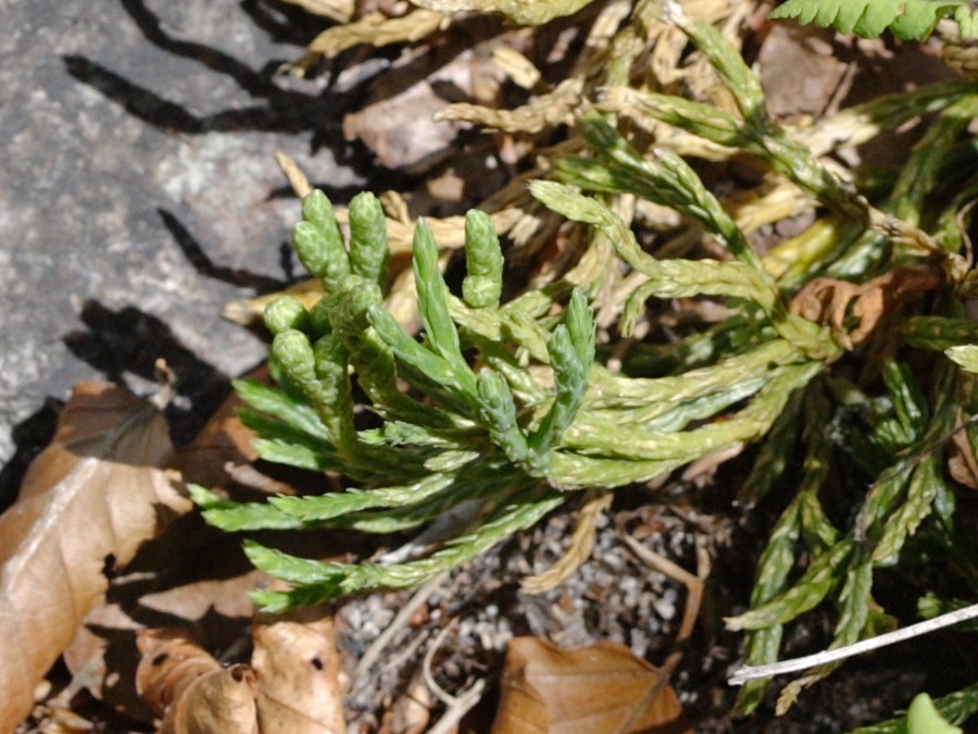 Afficher le média diphasiastrum_alpinum2bd diphasiastrum_alpinum2bd