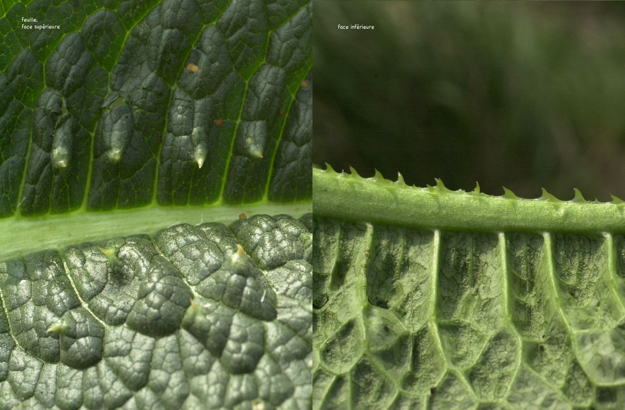 dipsacus_fullonum5md