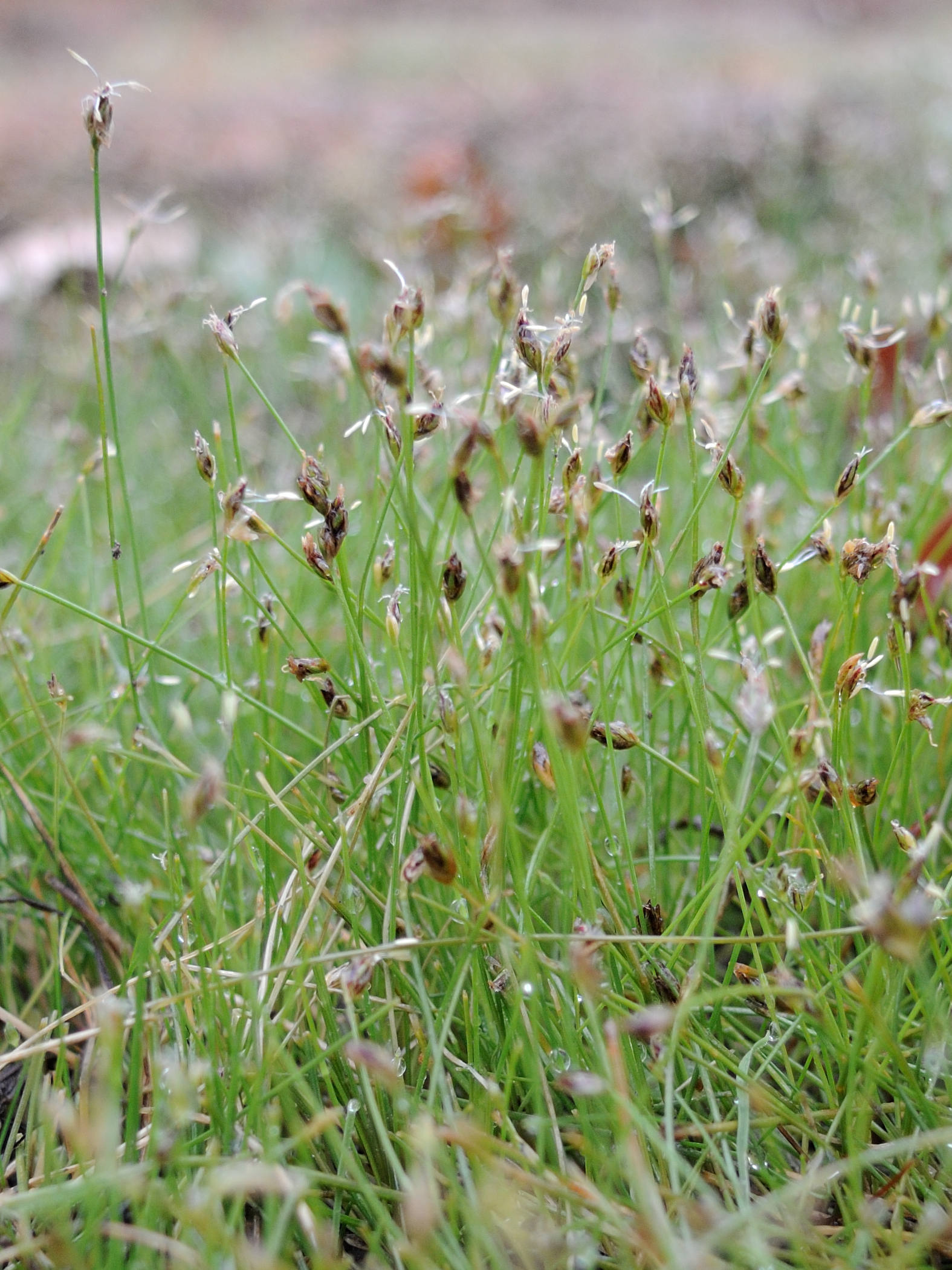 eleocharis_acicularis4md