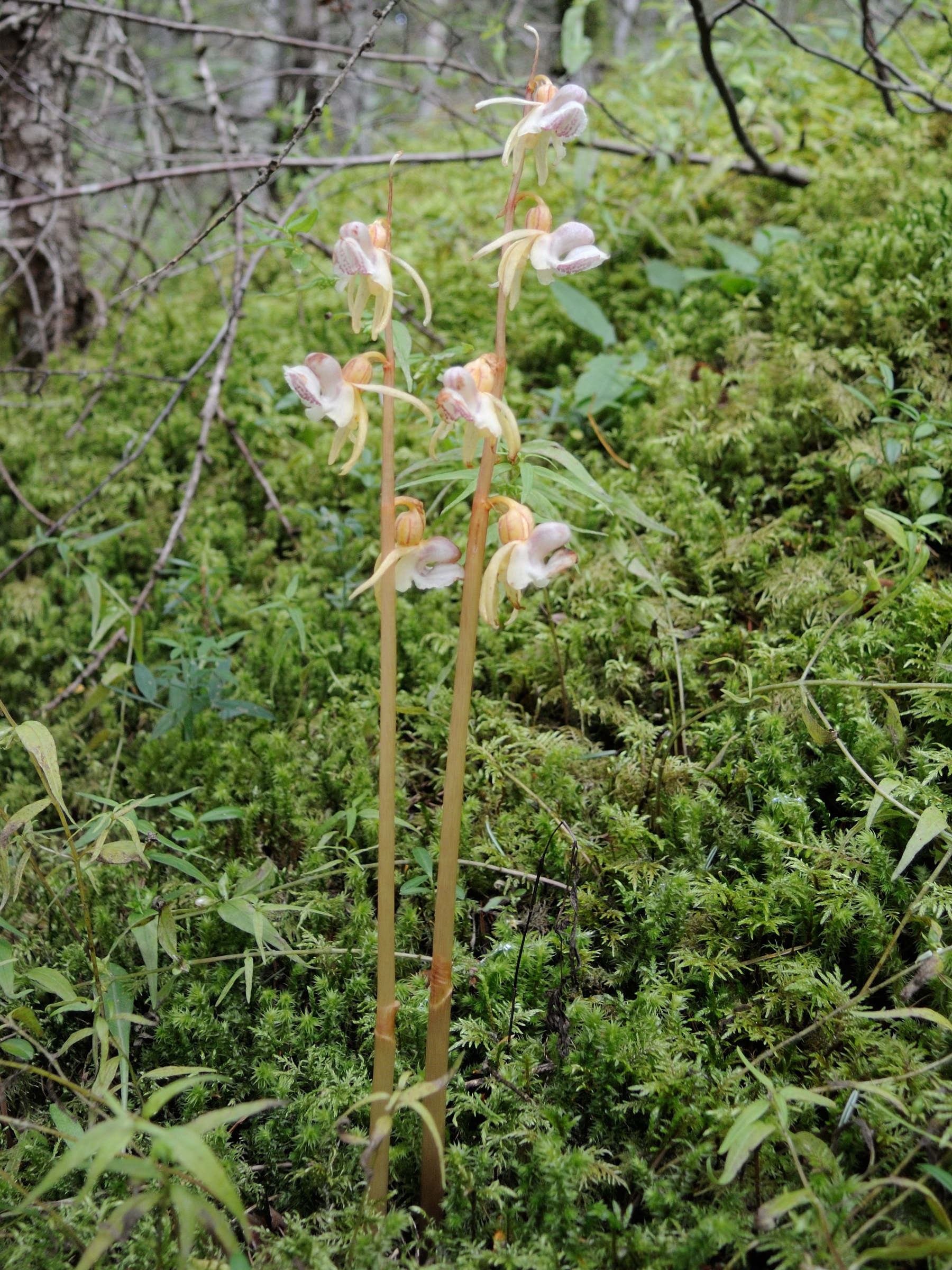 epipogium_aphyllum2md