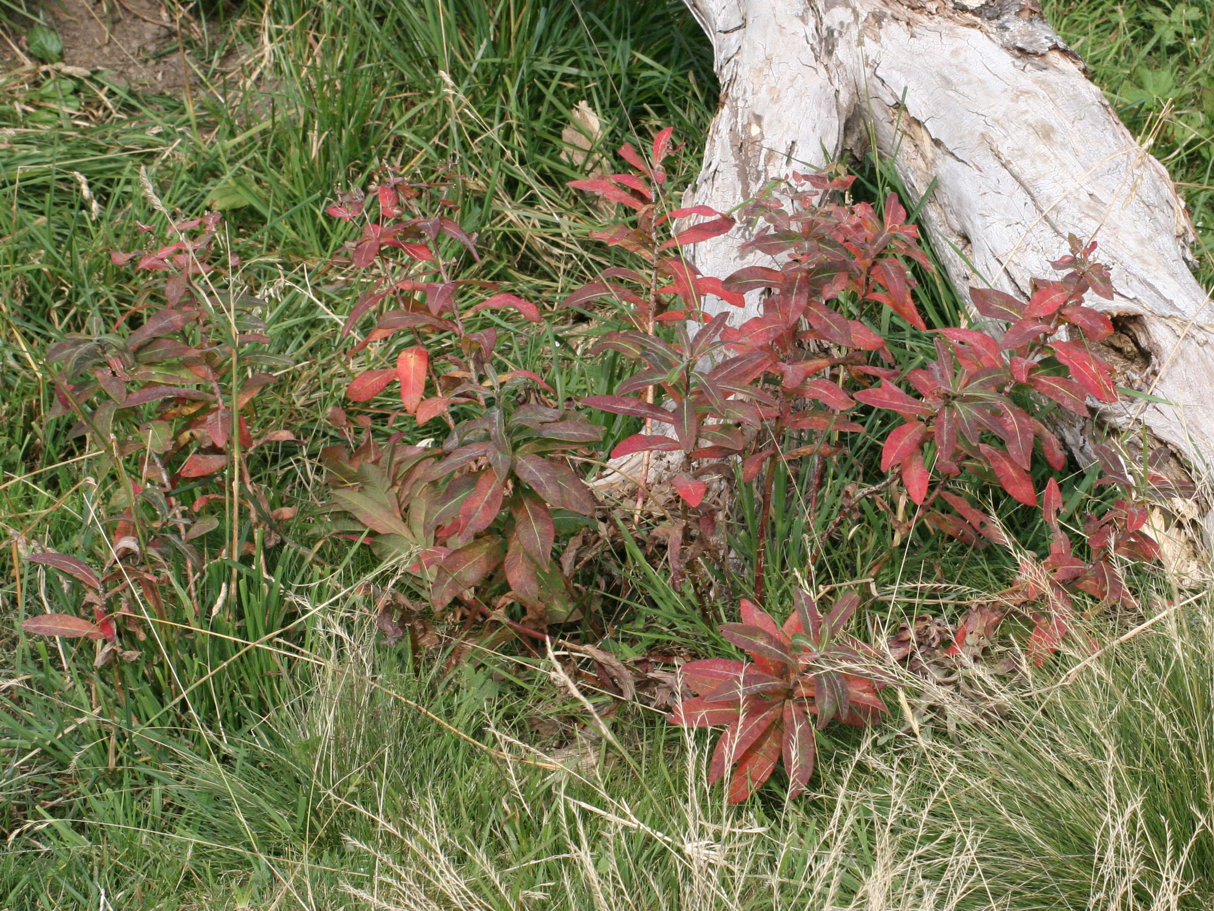 euphorbia_hibernica3md