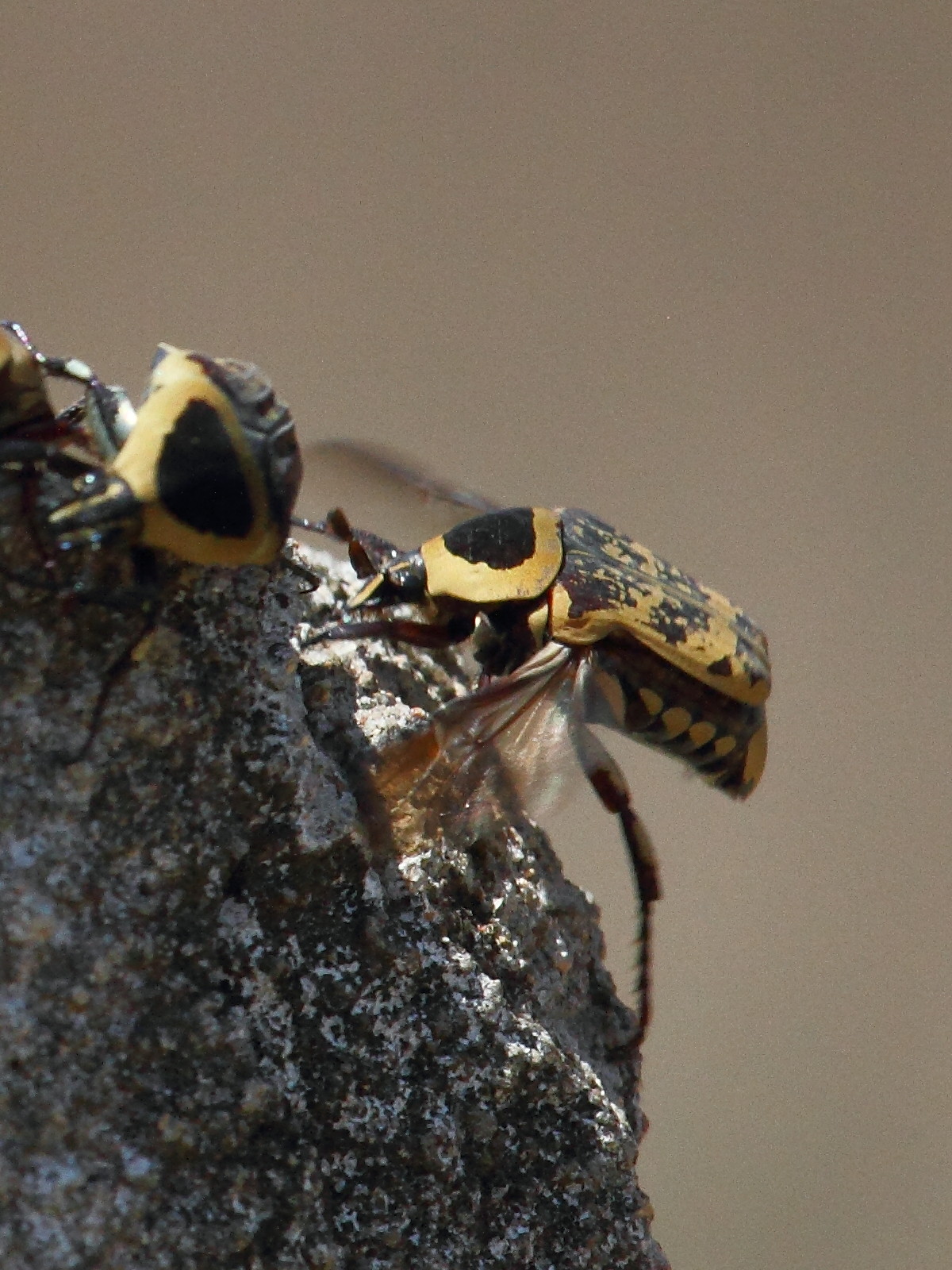 euryomia_argentea4bd