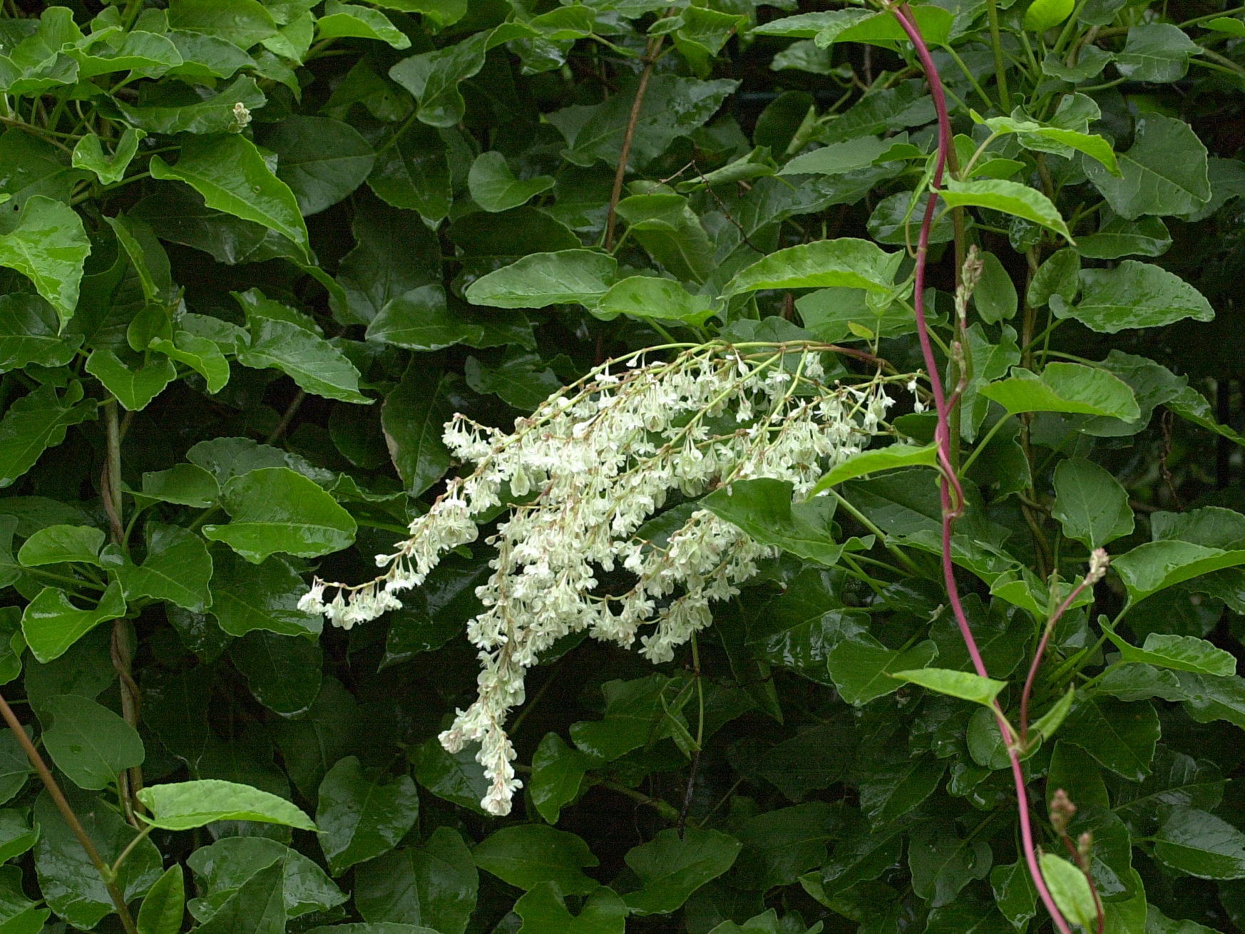 Afficher le média fallopia_aubertii1md fallopia_aubertii1md