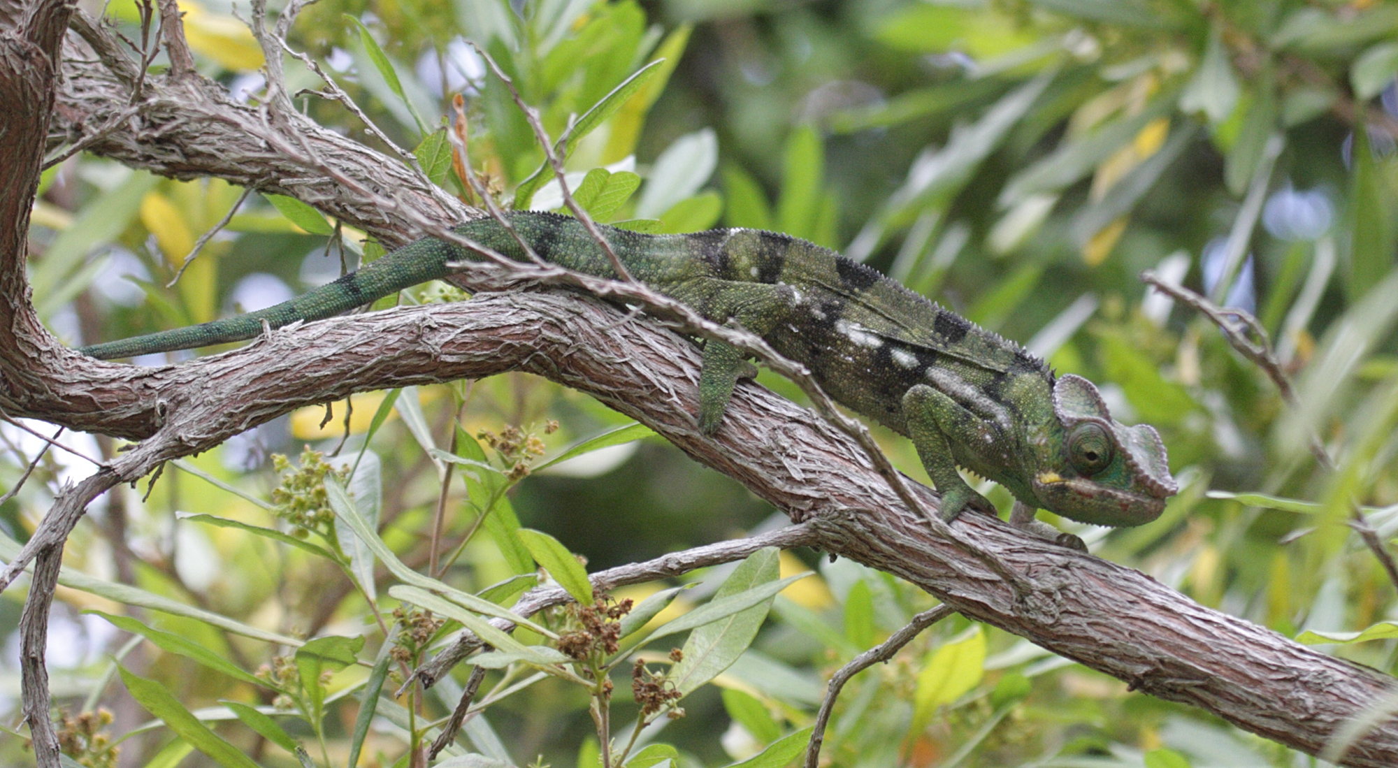 furcifer_pardalis3bd