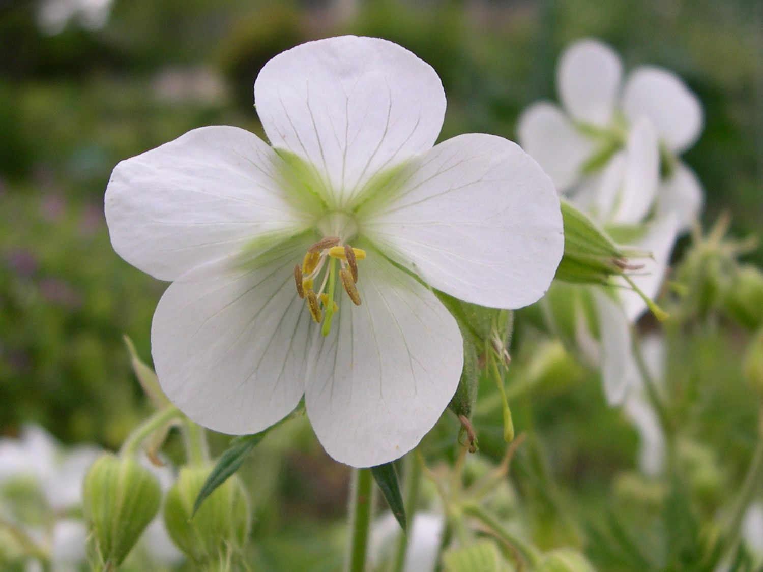 geranium_pratense2md