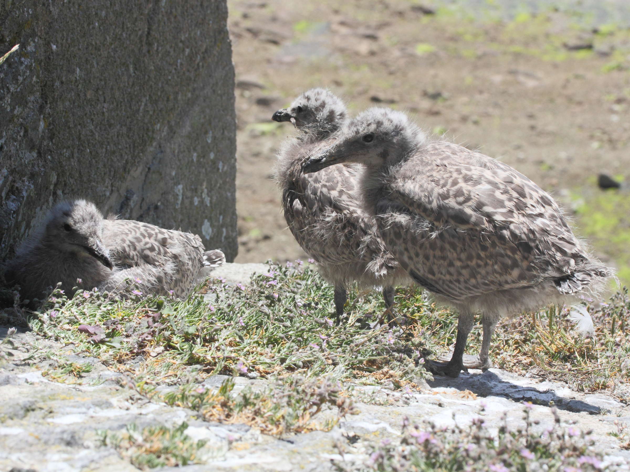 goeland_argente_-_larus_argentatus11md