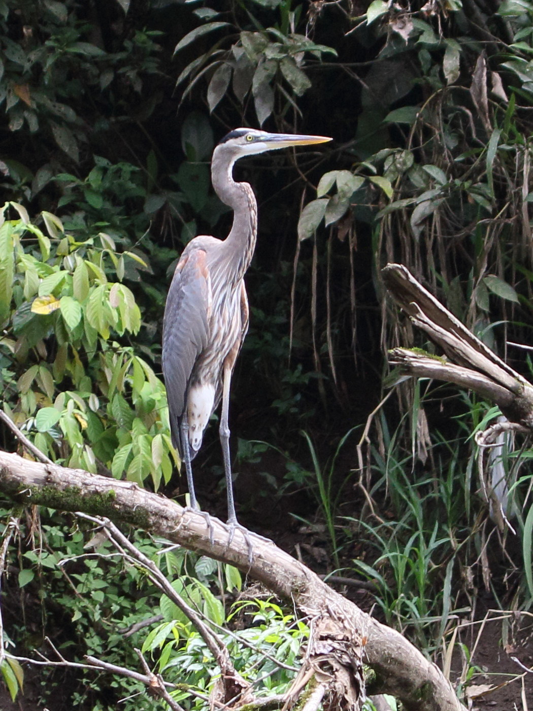 grand_heron_-_ardea_herodias2bd