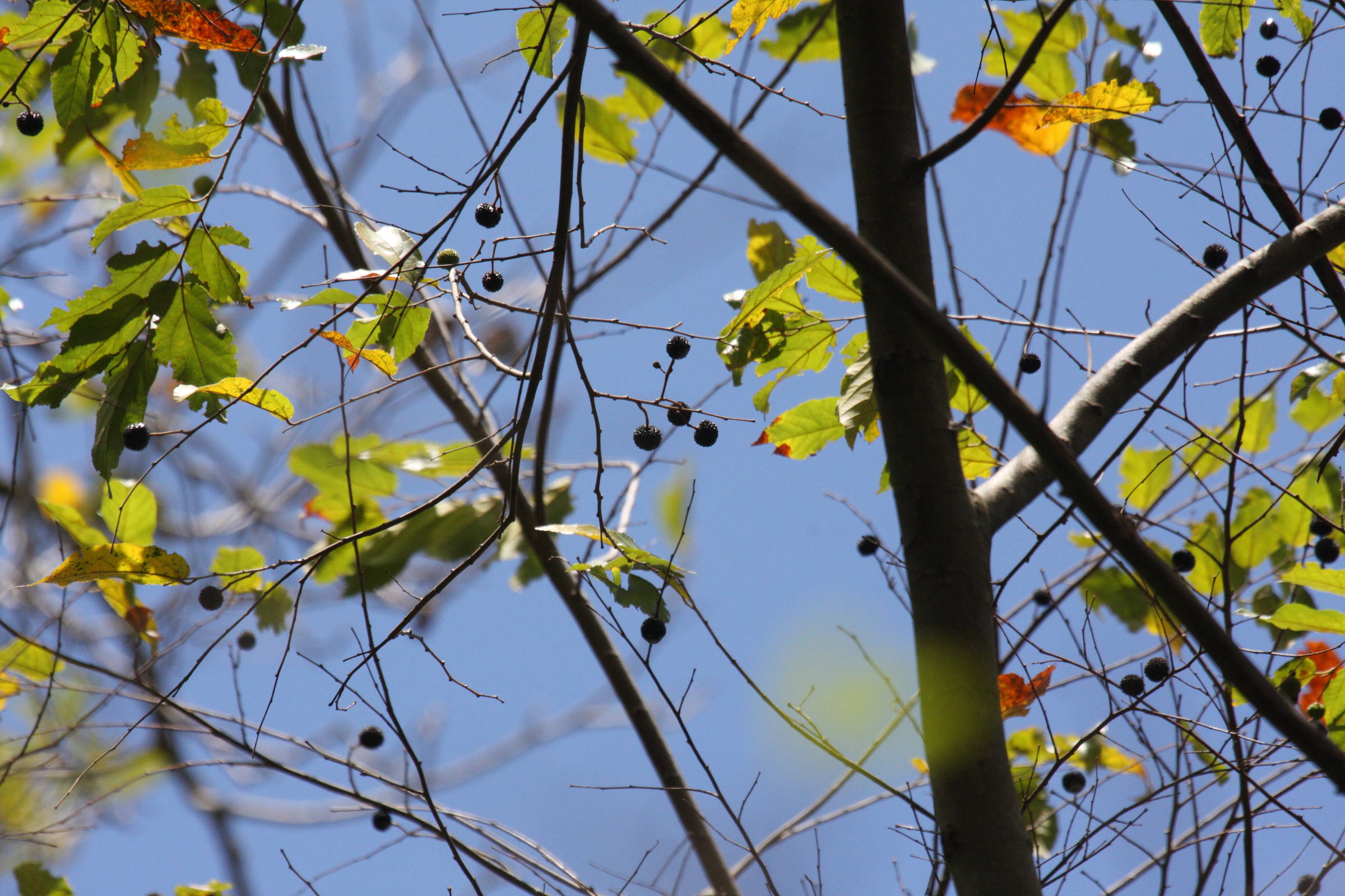 guazuma_ulmifolia1bd