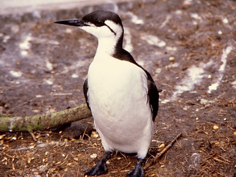 guillemot_de_troil_-_uria_aalge1amd