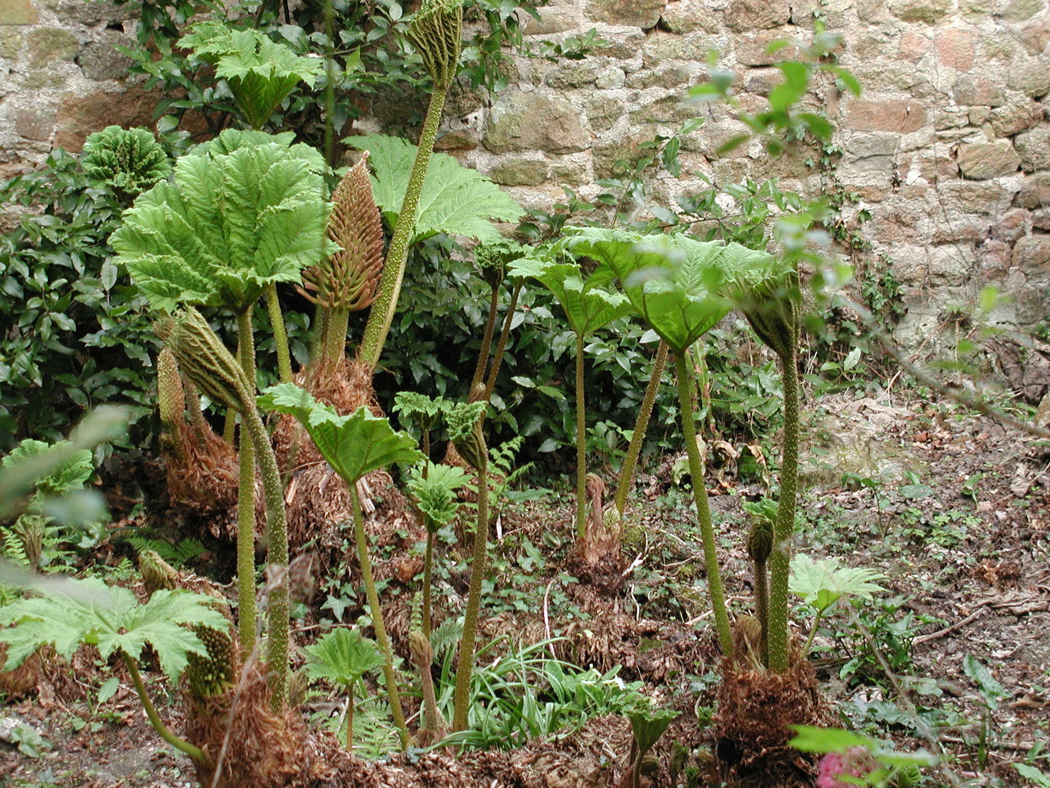 gunnera_manicata6md