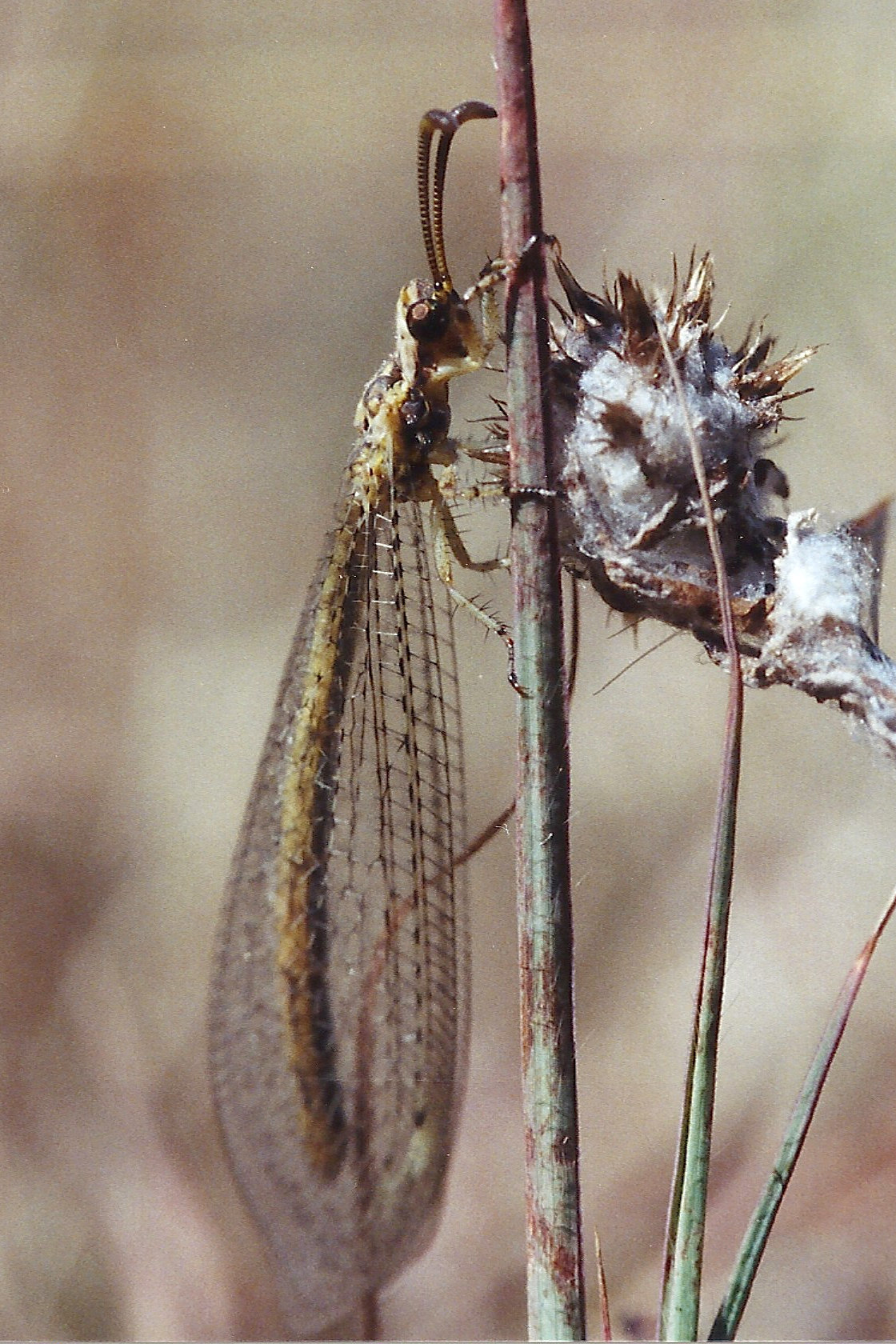 Afficher le média gymnocnemia_variegata2md gymnocnemia_variegata2md