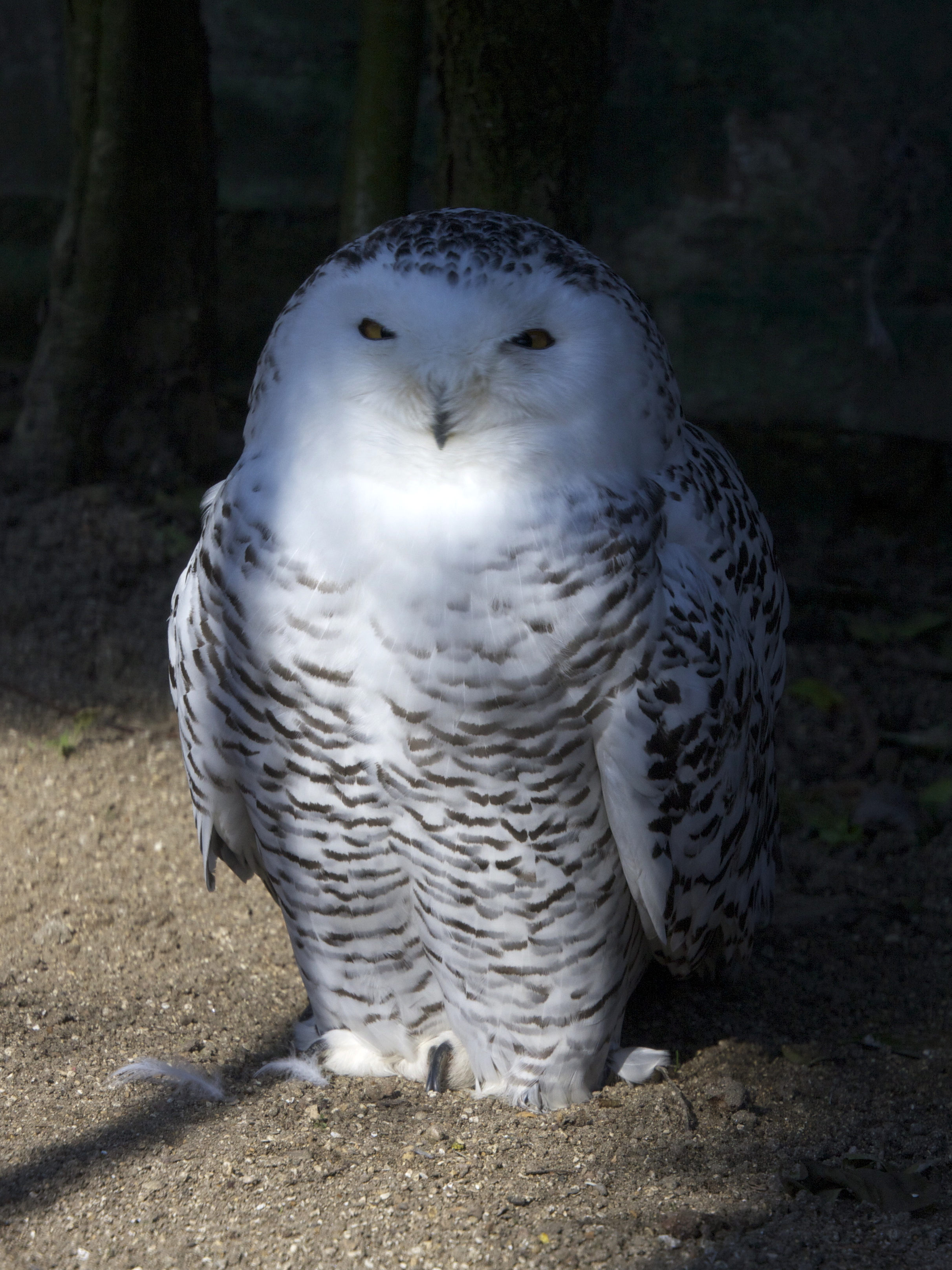 harfang_des_neiges_-_bubo_scandiacus2md