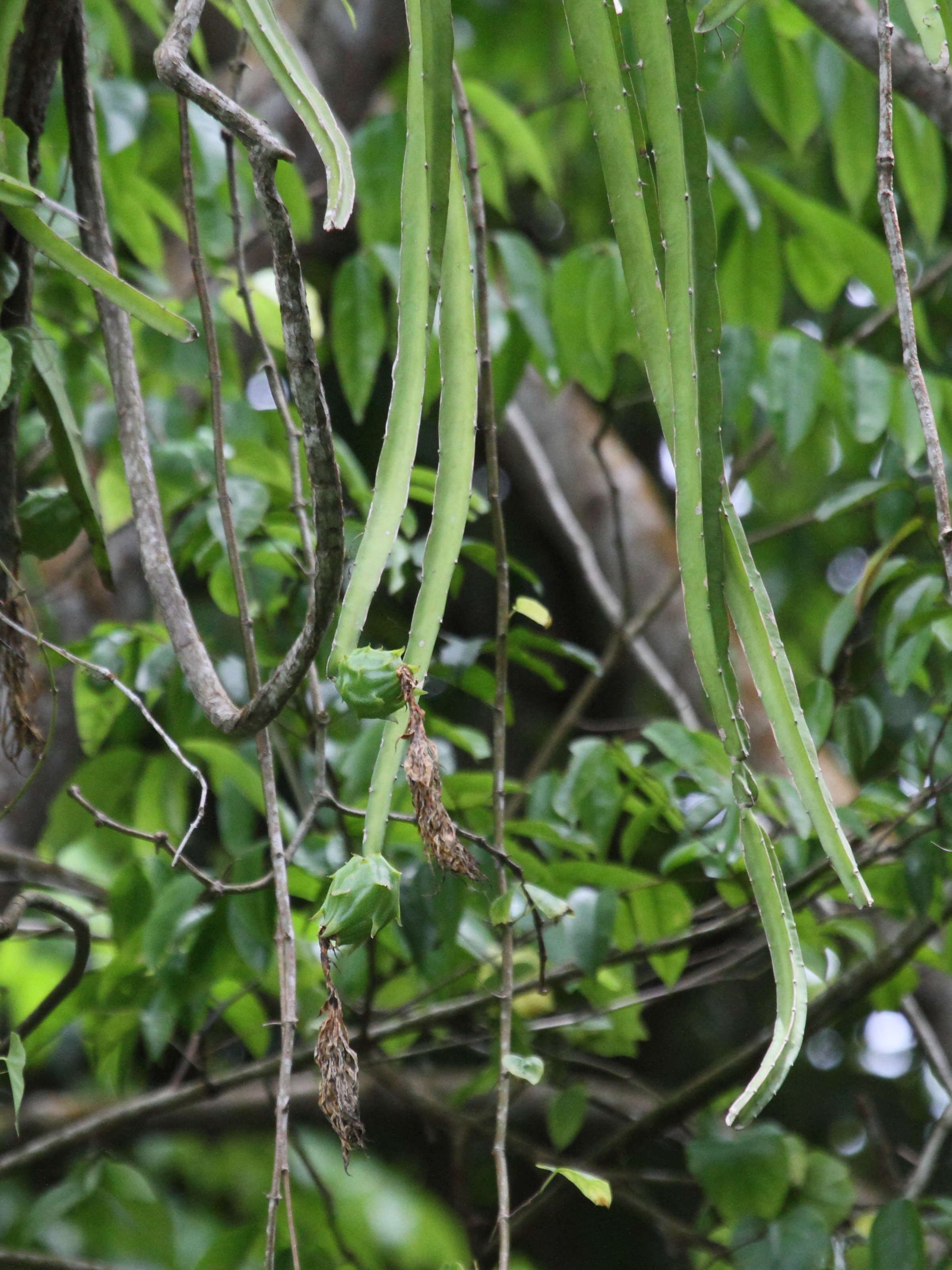 hylocereus_trigonus4bd