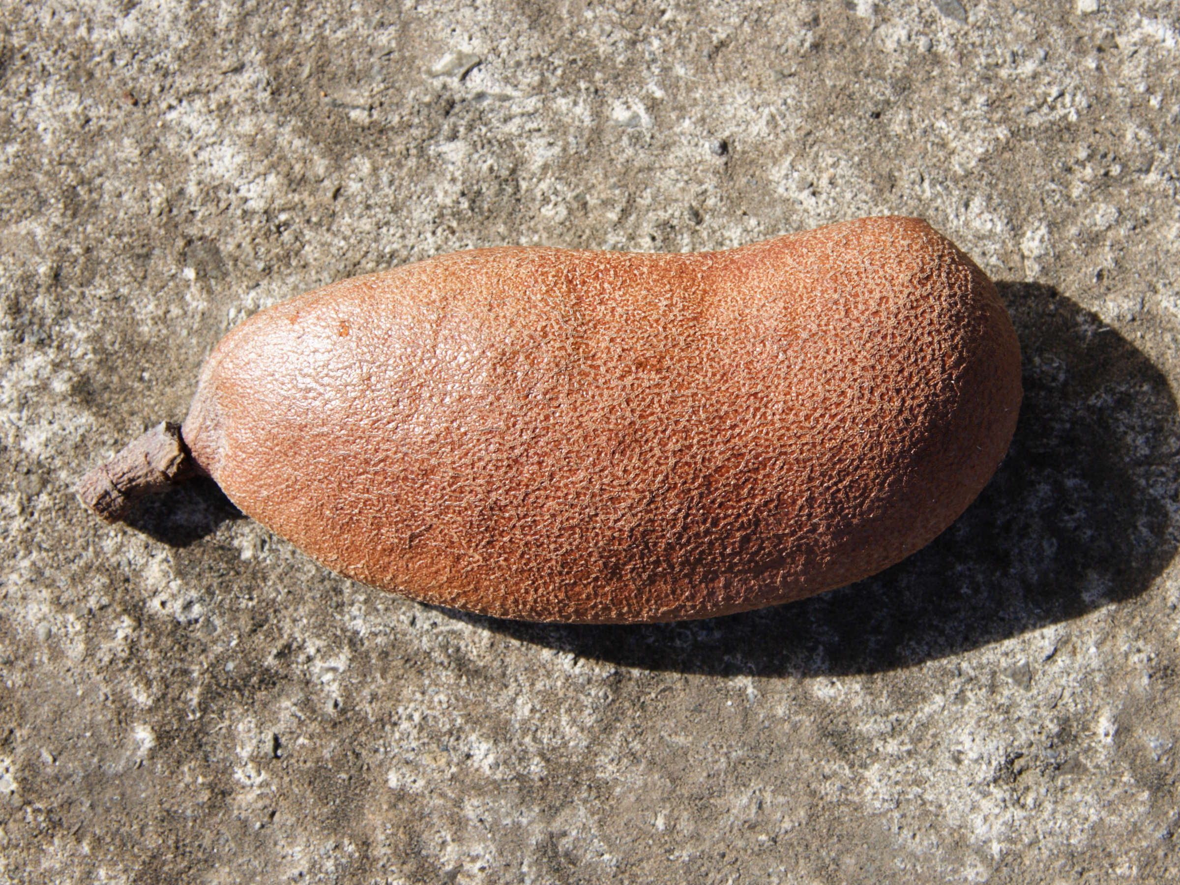 hymenaea_courbaril4md