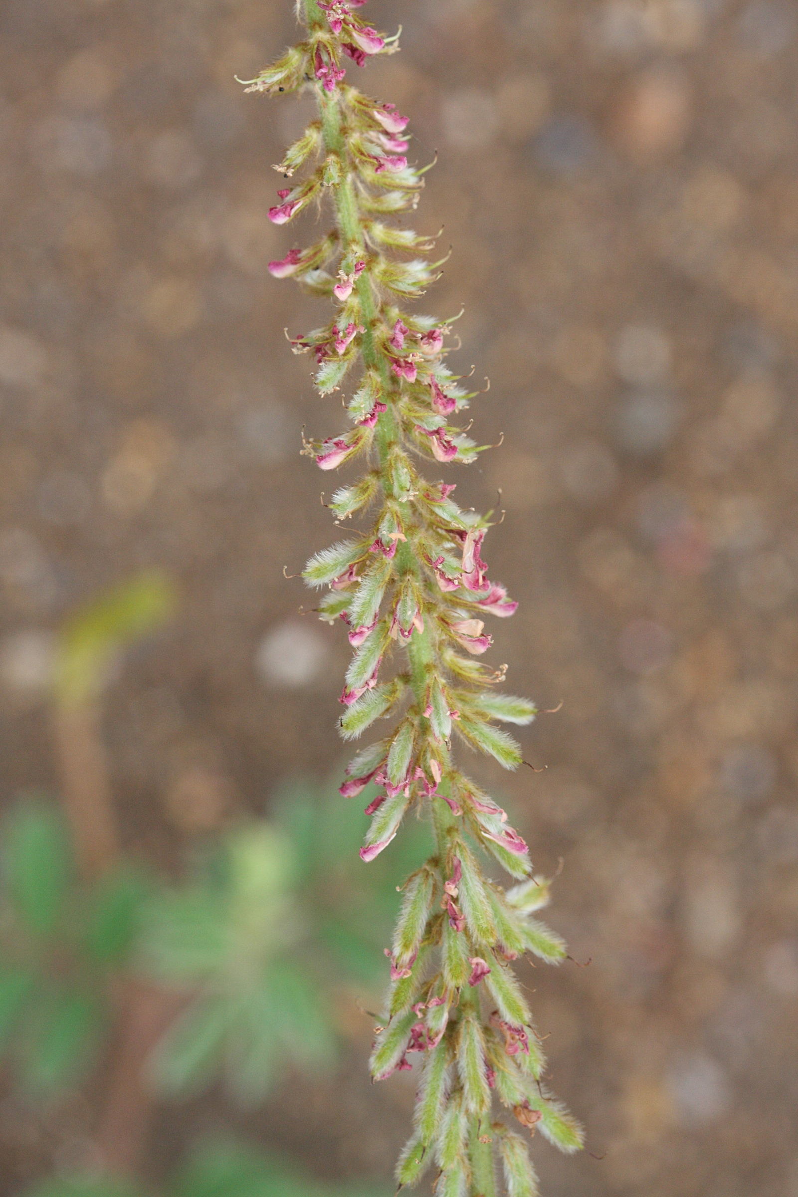 indigofera_hirsuta3md