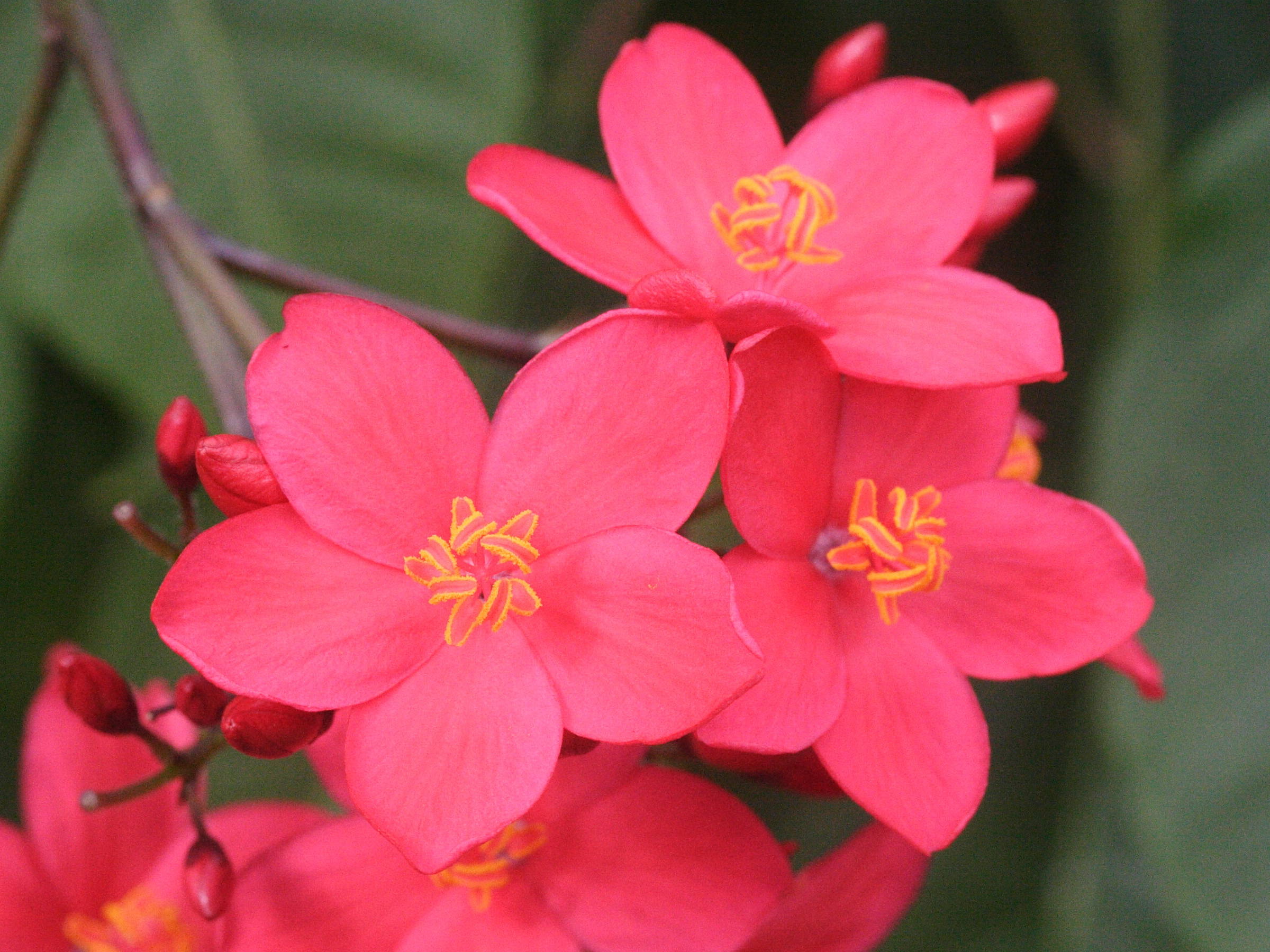 jatropha_integerrima4md