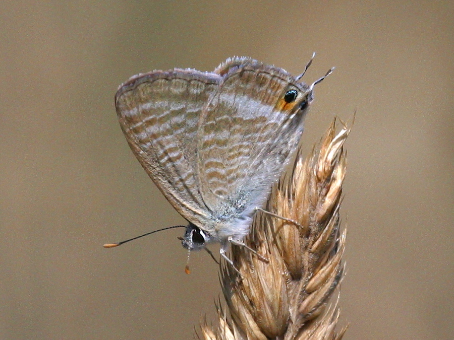 lampides_boeticus1bd