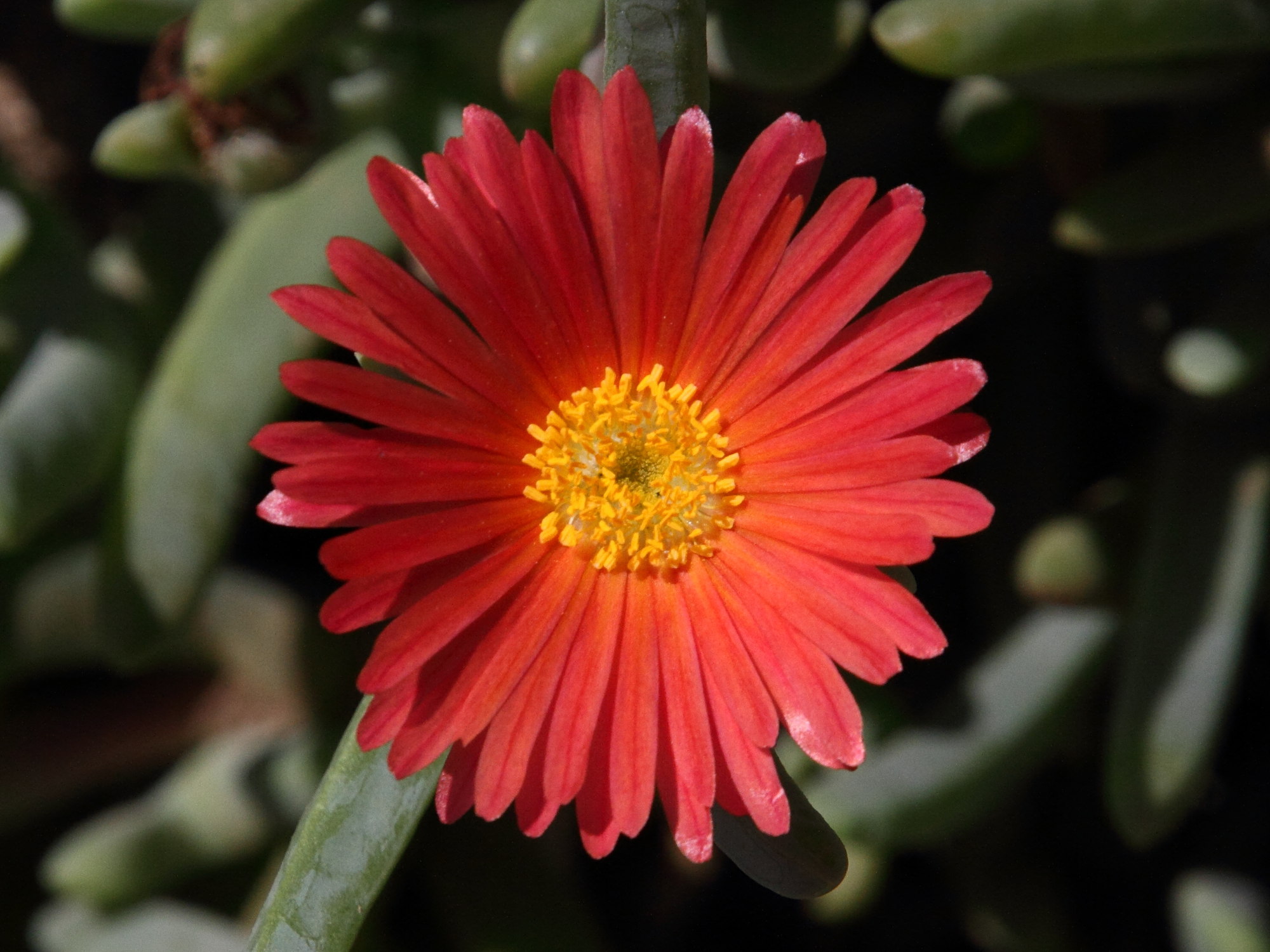 Afficher le média lampranthus_coccineus3md lampranthus_coccineus3md