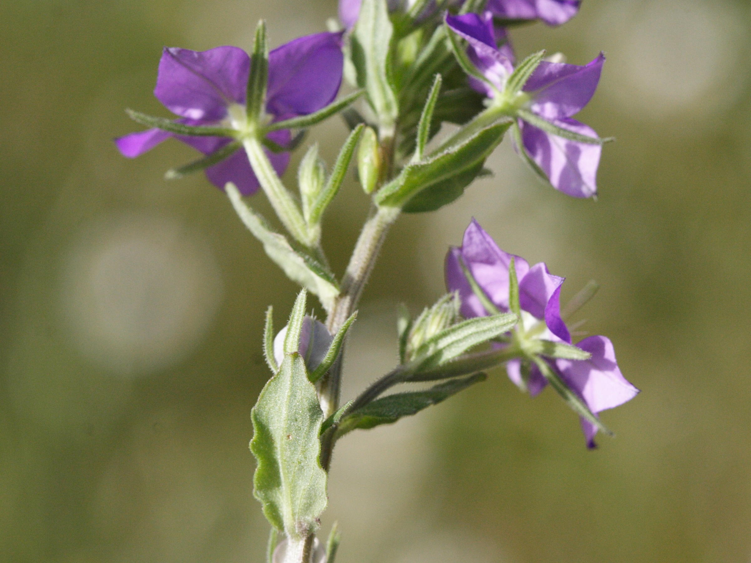 Afficher le média legousia_speculum-veneris4md legousia_speculum-veneris4md