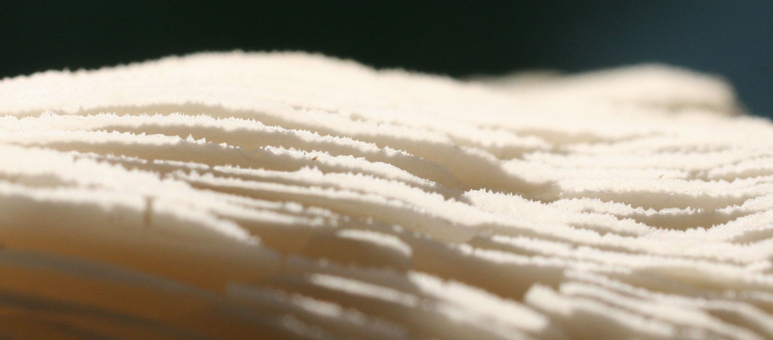 lentinus_tigrinus4md