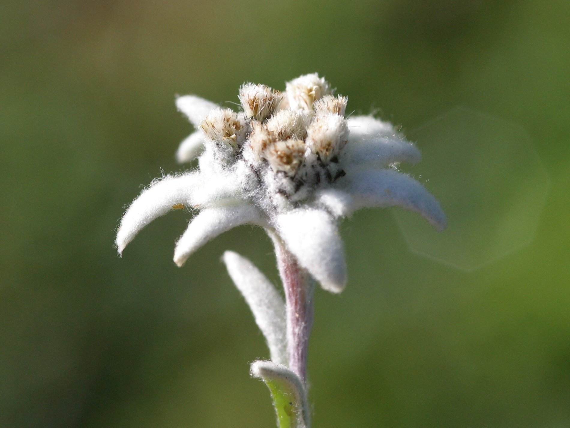 Afficher le média leontopodium_alpinum2md leontopodium_alpinum2md