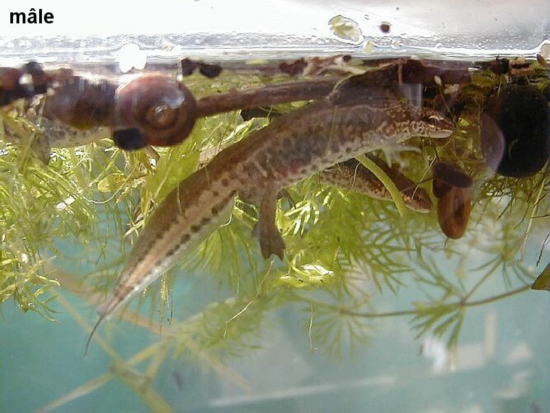 lissotriton_helveticus2md