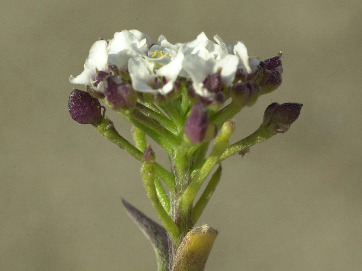 Afficher le média lobularia_maritima4md lobularia_maritima4md