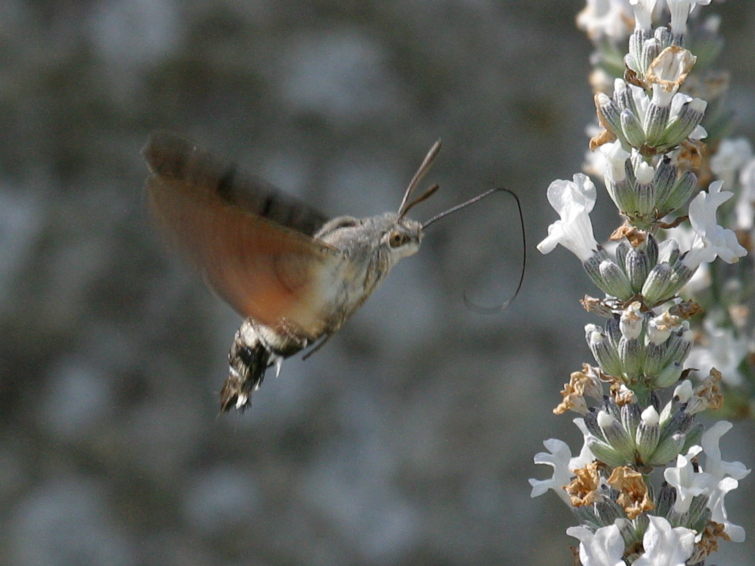 macroglossum_stellatarum5bd