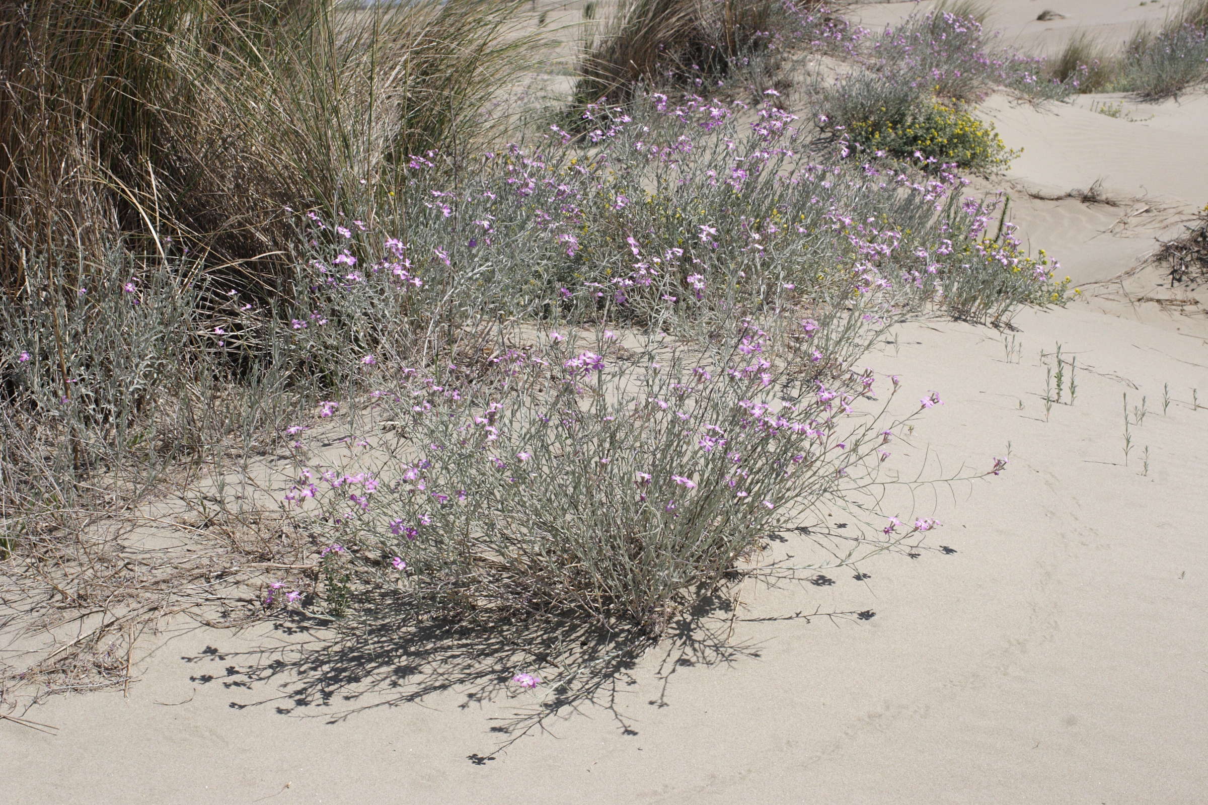 Afficher le média malcolmia_littorea4md malcolmia_littorea4md