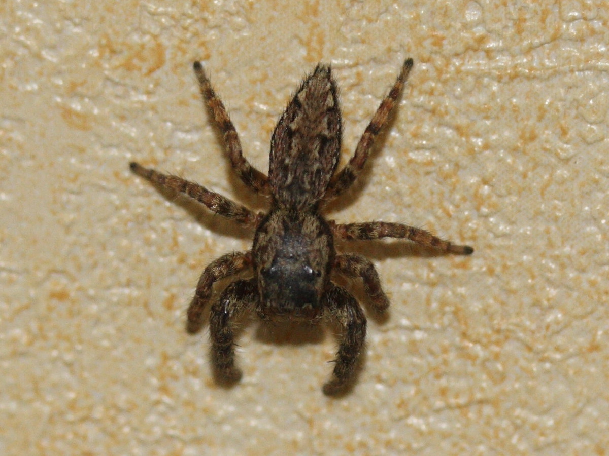 Afficher le média marpissa_muscosa1bd marpissa_muscosa1bd