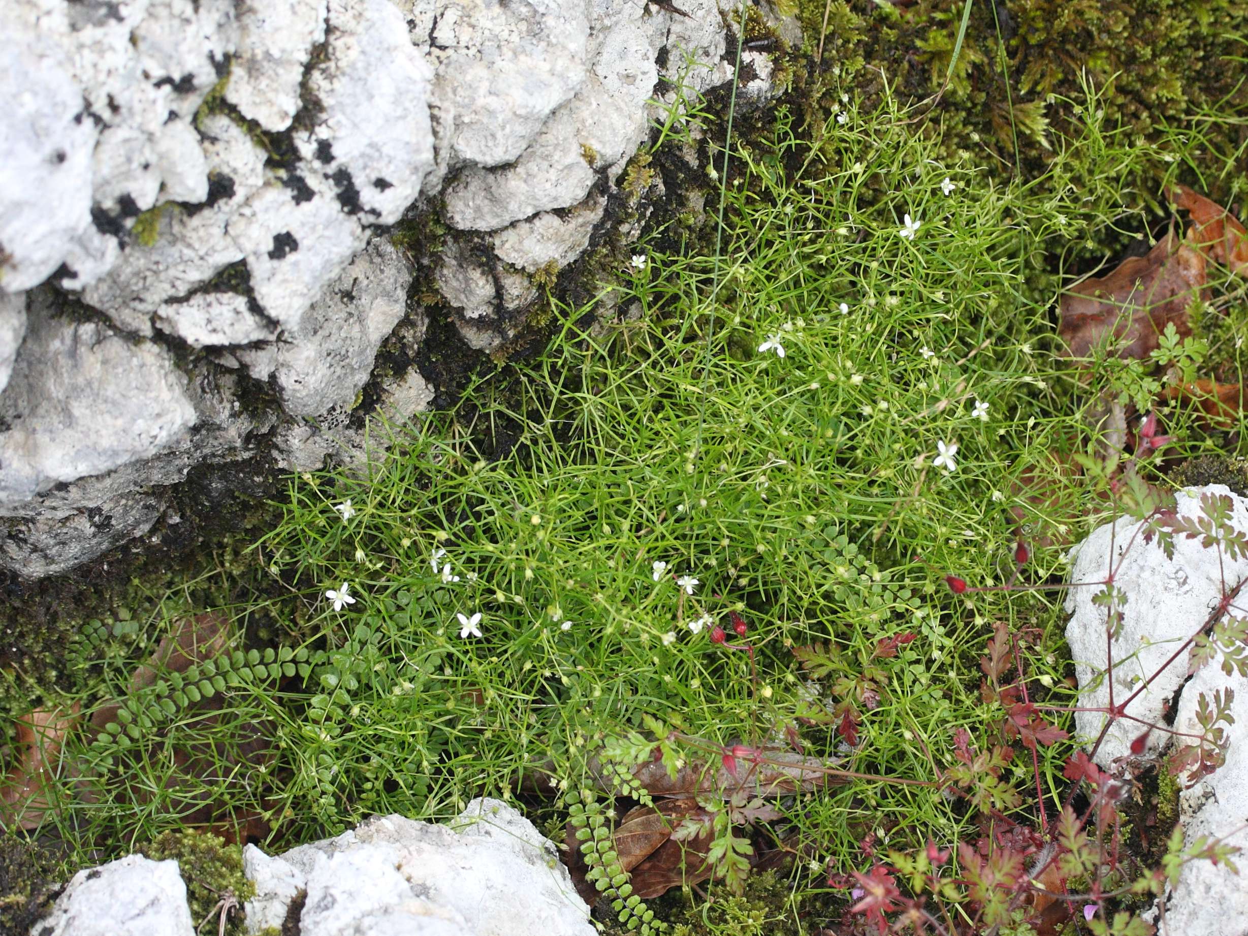 Afficher le média moehringia_muscosa3md moehringia_muscosa3md