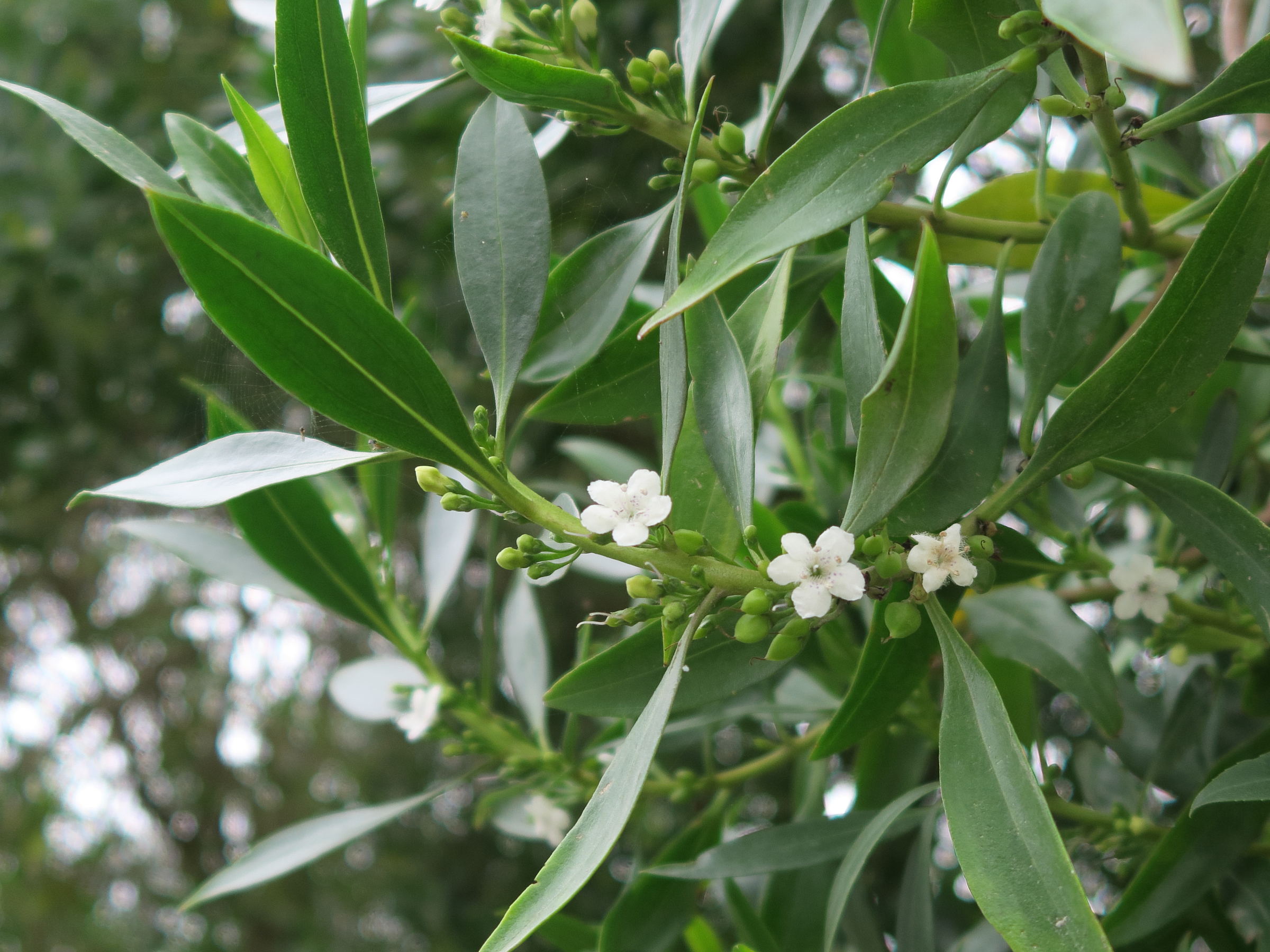 Afficher le média myoporum_laetum4md myoporum_laetum4md