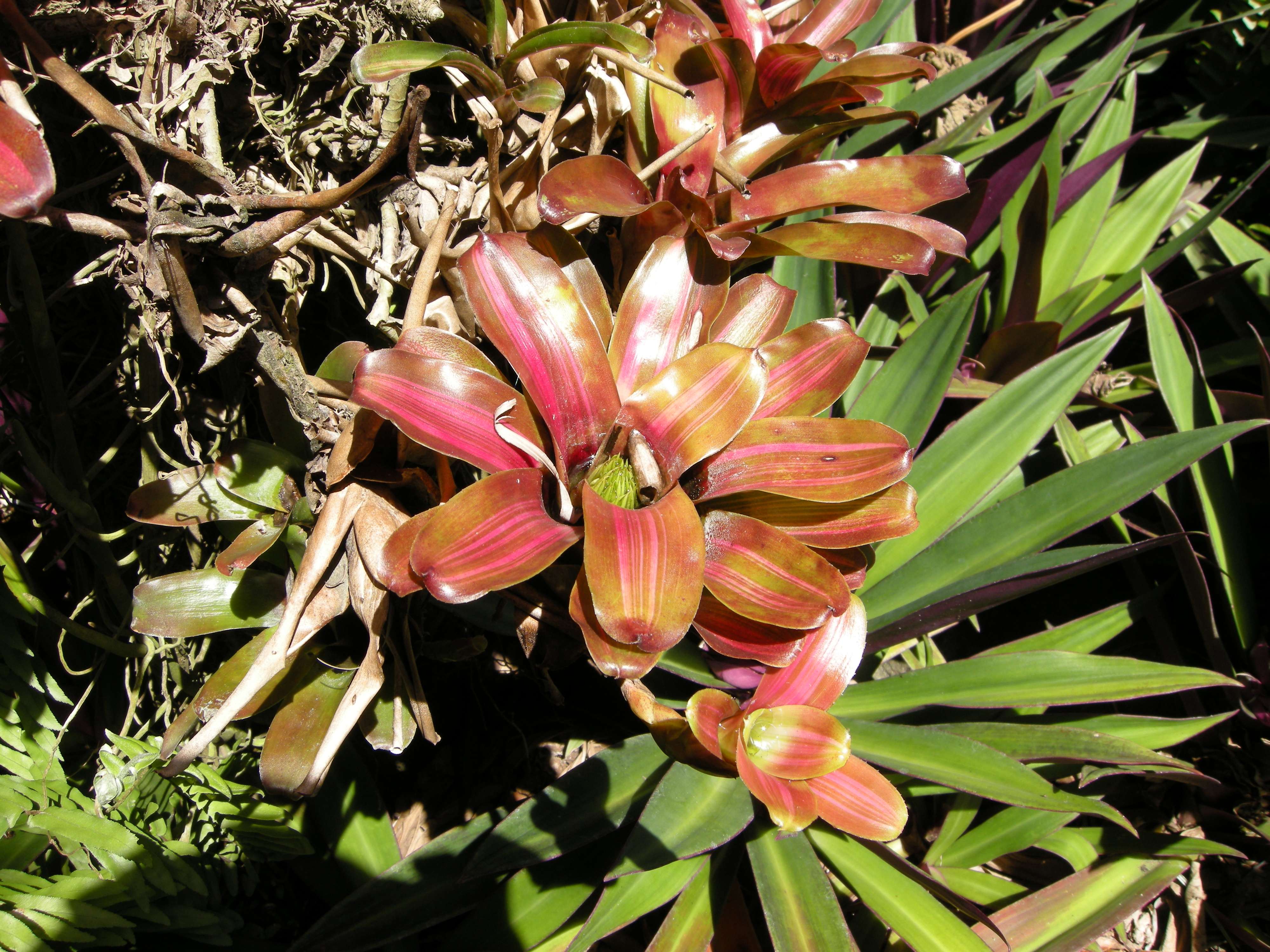 neoregelia_cruenta2md
